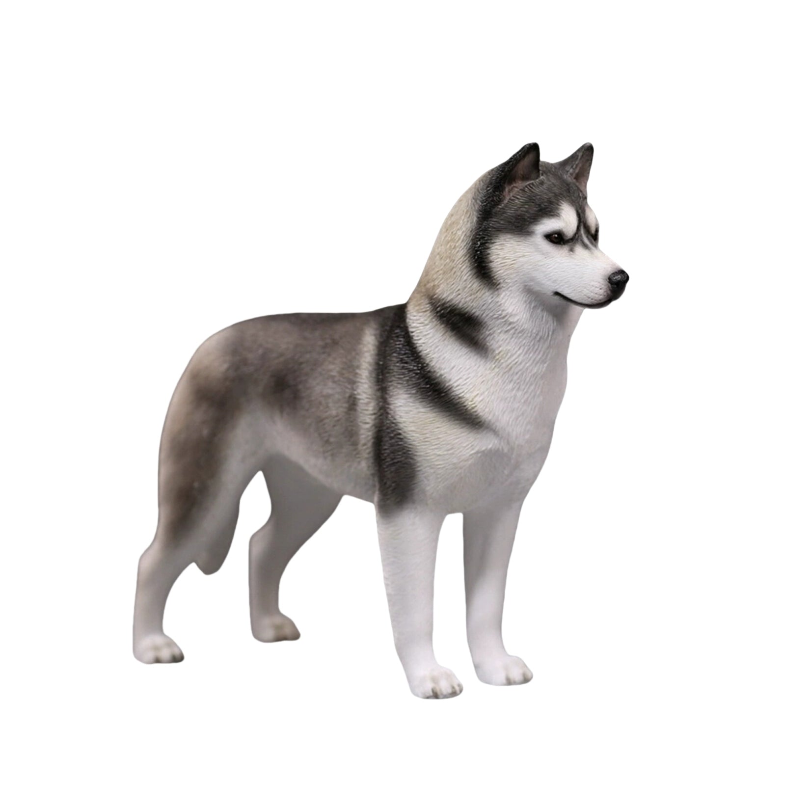 1/6 Siberian Husky Figure