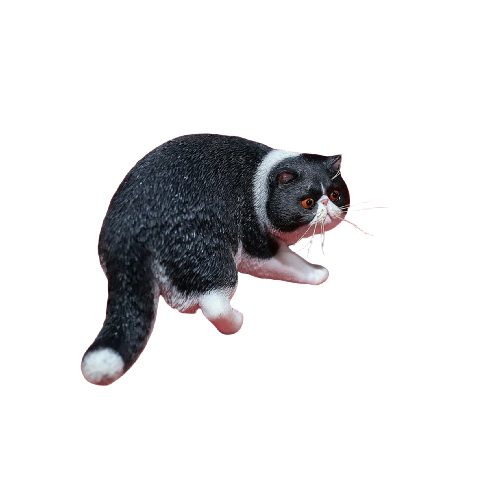 1/6 Exotic Shorthair Figure