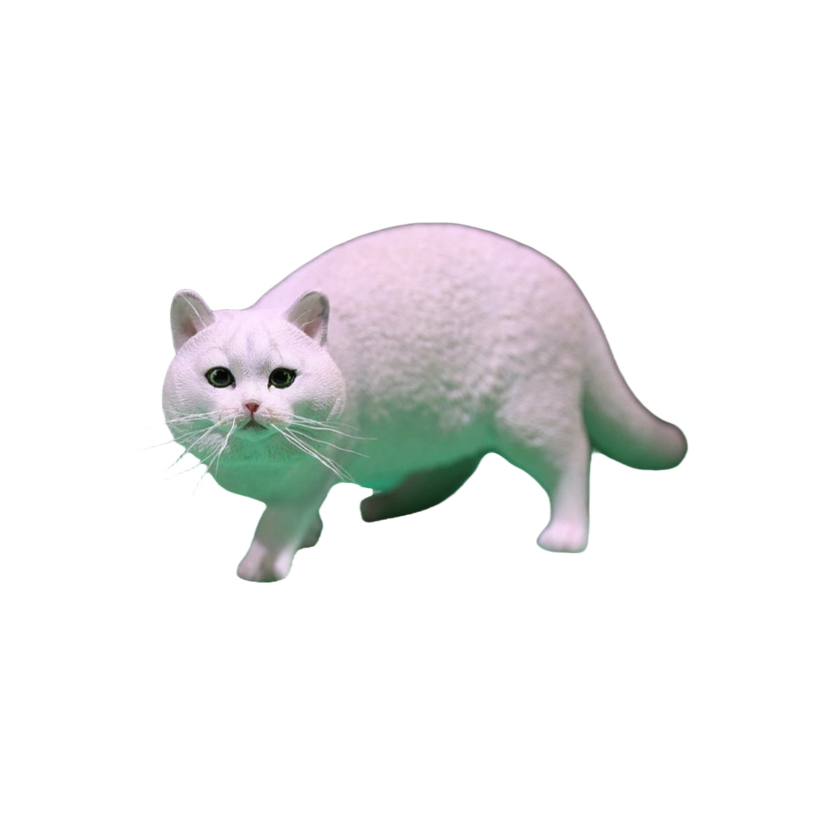 1/6 British Shorthair Figure