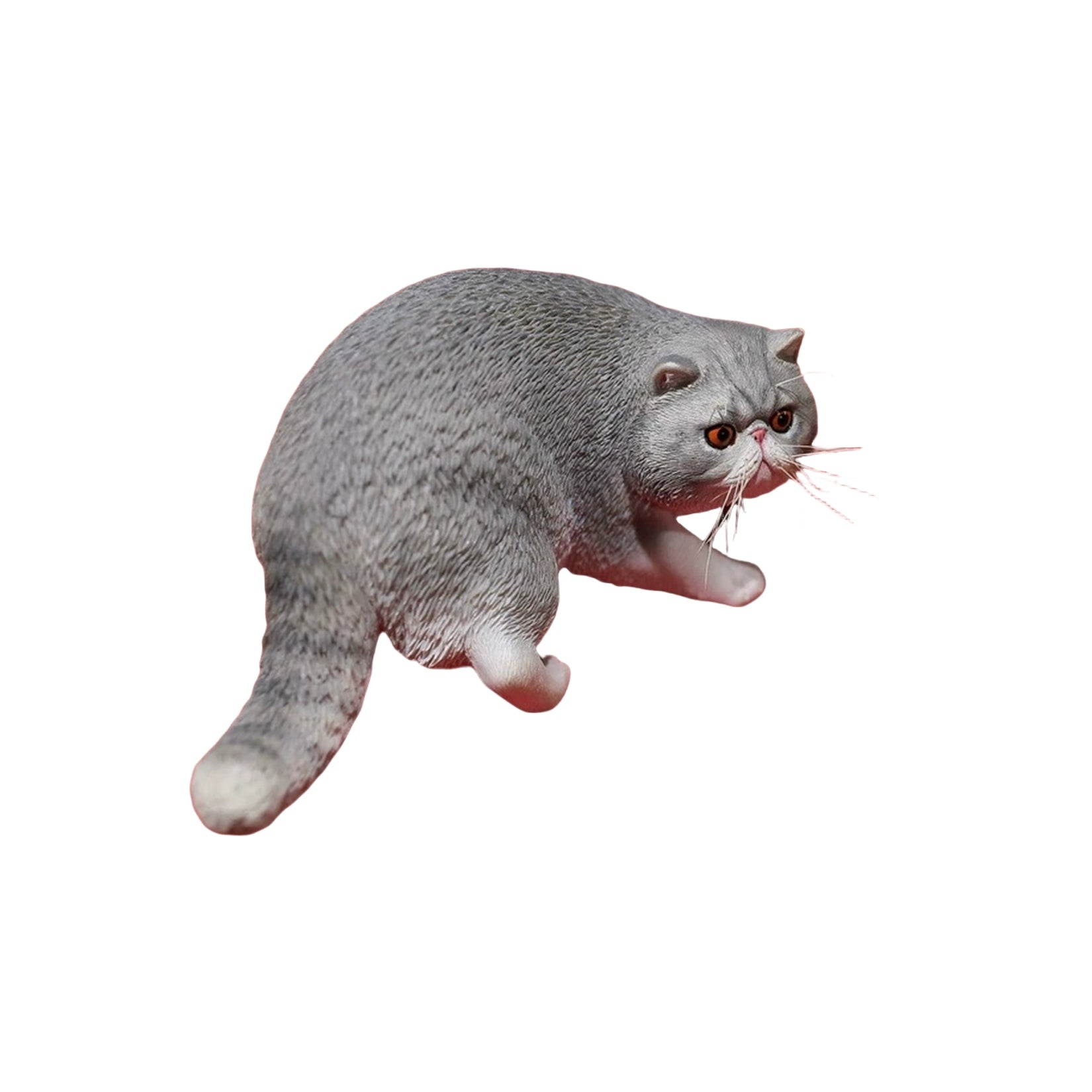 1/6 Exotic Shorthair Figure