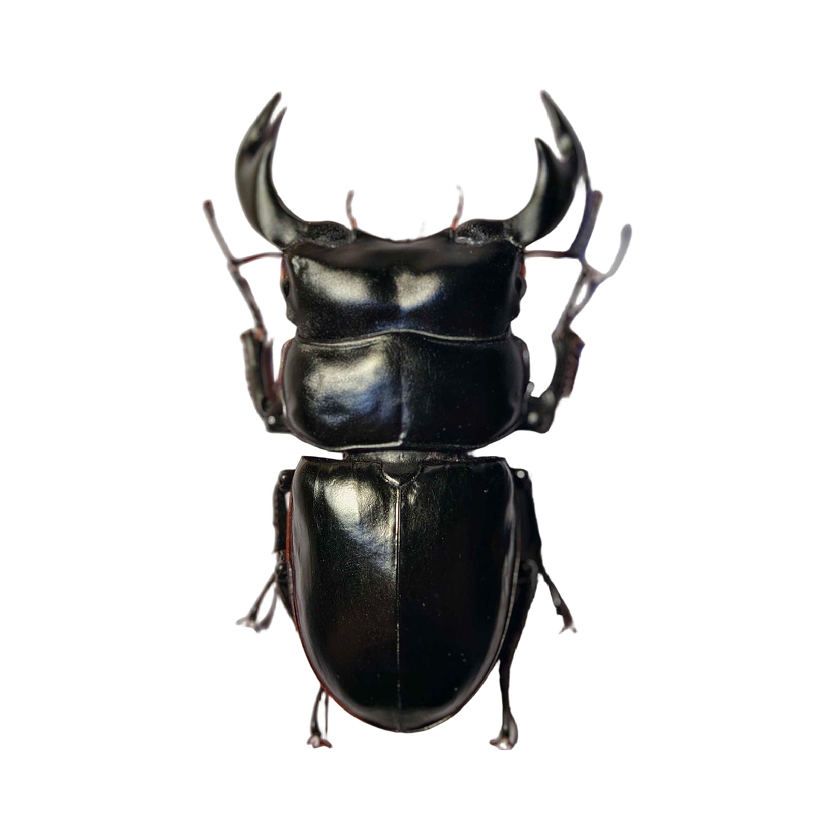 Dorcus Antaeus Fridge Insect Figure Magnet Model