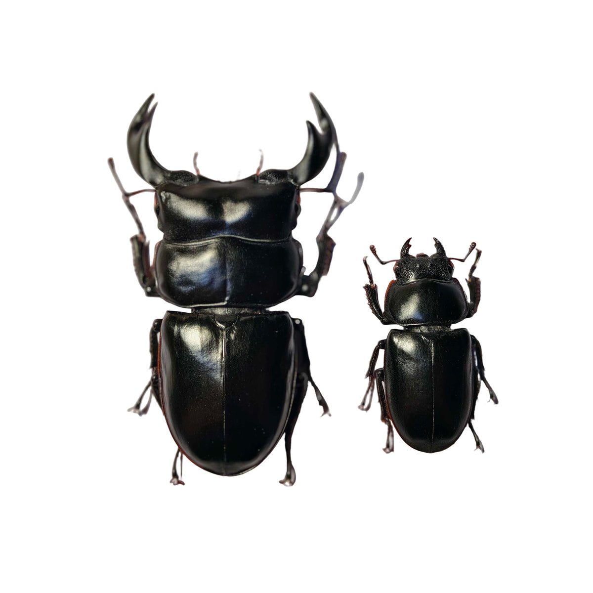Dorcus Antaeus Fridge Insect Figure Magnet Model