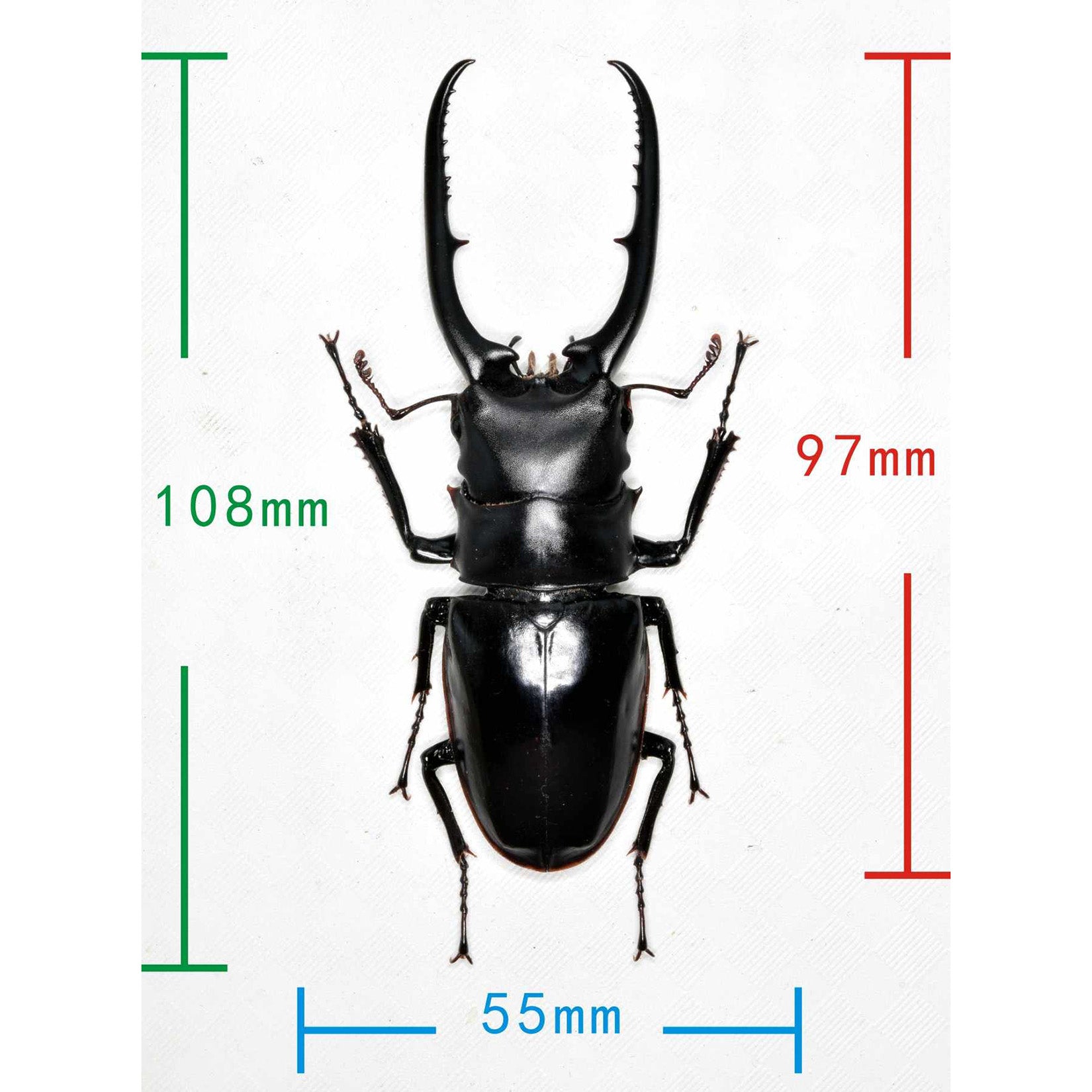 Wunderschöne Chemiepuppe im Maßstab 1:6