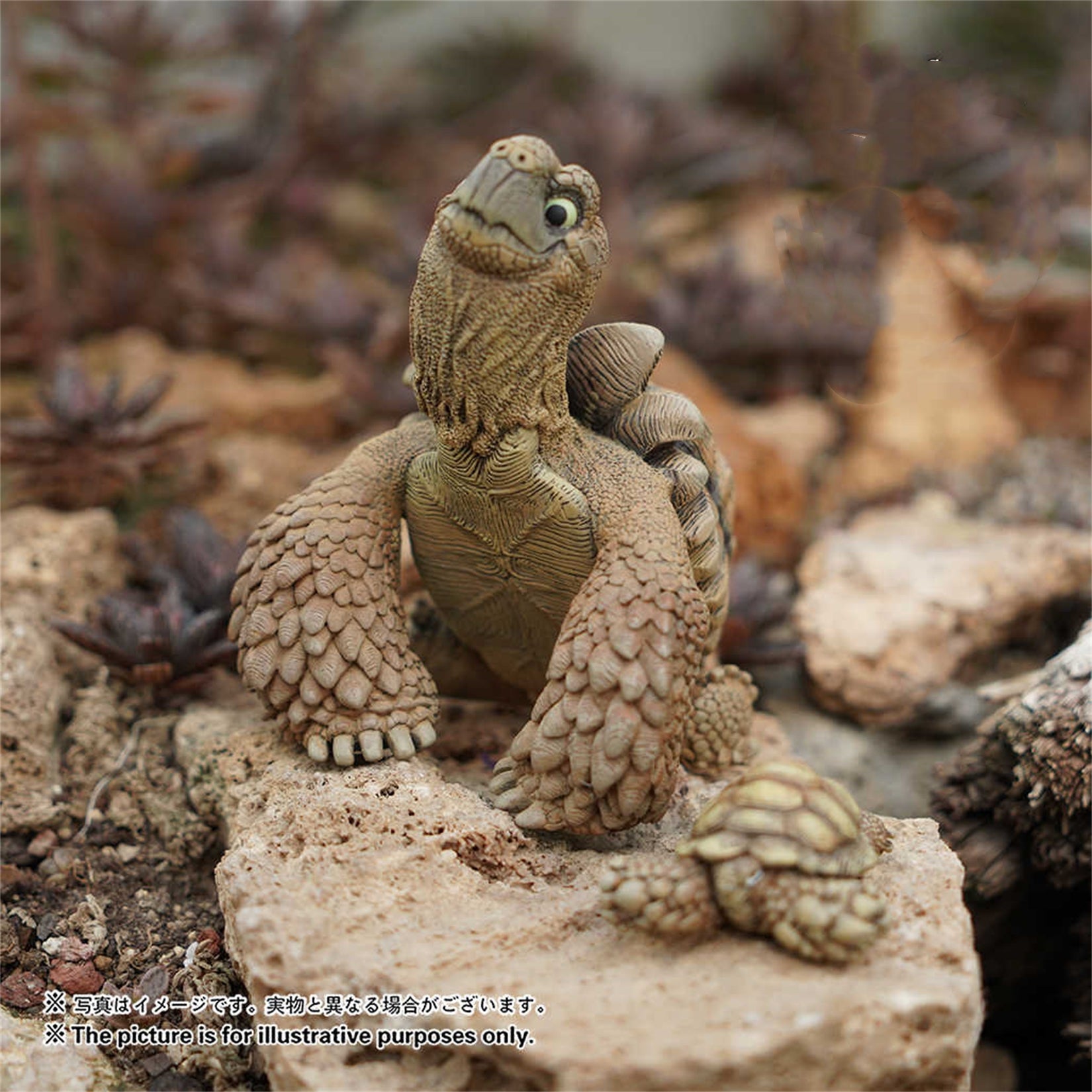 Centrochelys Sulcata Model