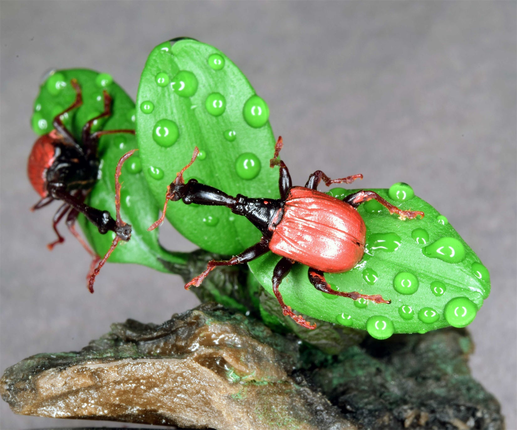 Trachelophorus Giraffa Insect Model