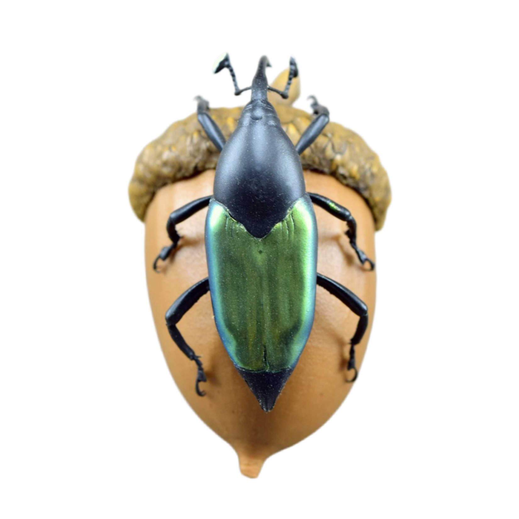 Paratasis elegans Fridge Magnet Model