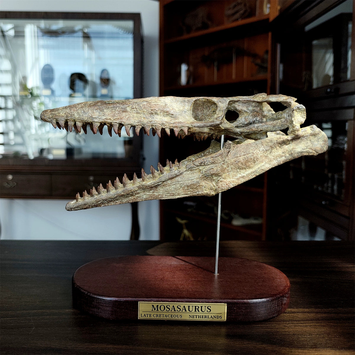 3D Printed 1:6 Scale Mosasaurus Skull Model Dinosaur Scene Decoration