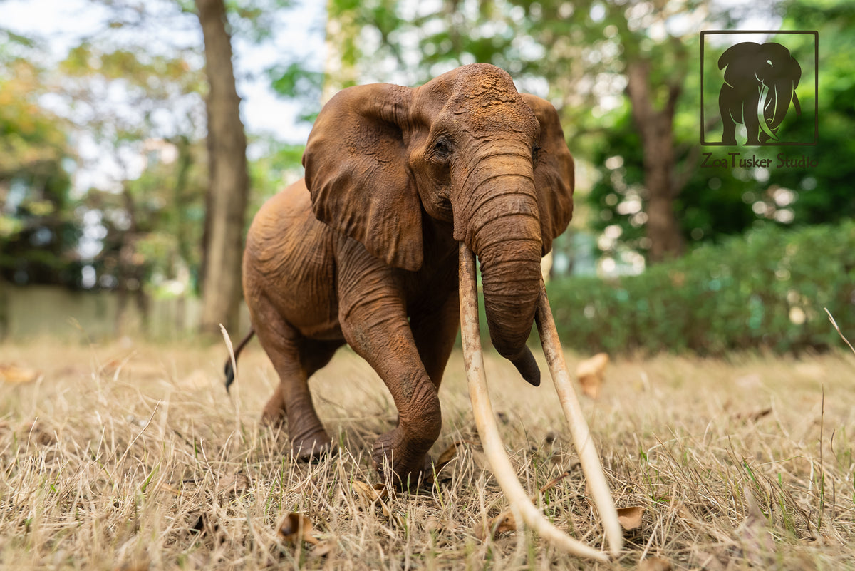 ZoaTusker Studio African Elephant Queen Dida Model