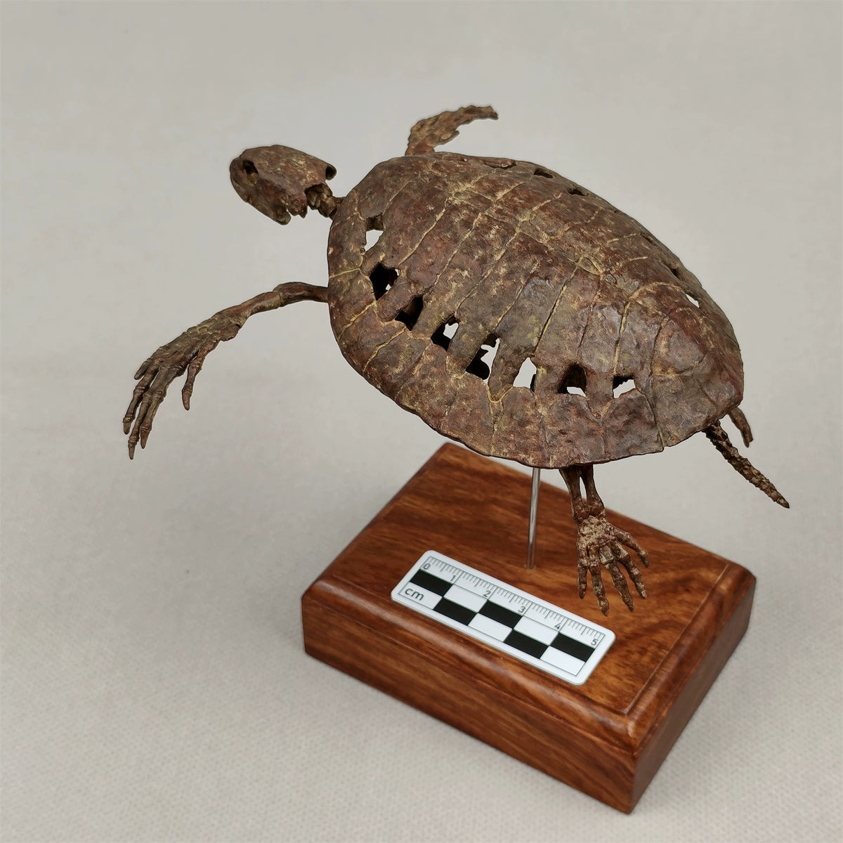 3D Printed 1:10 Scale Leatherback Turtle Skeleton Model