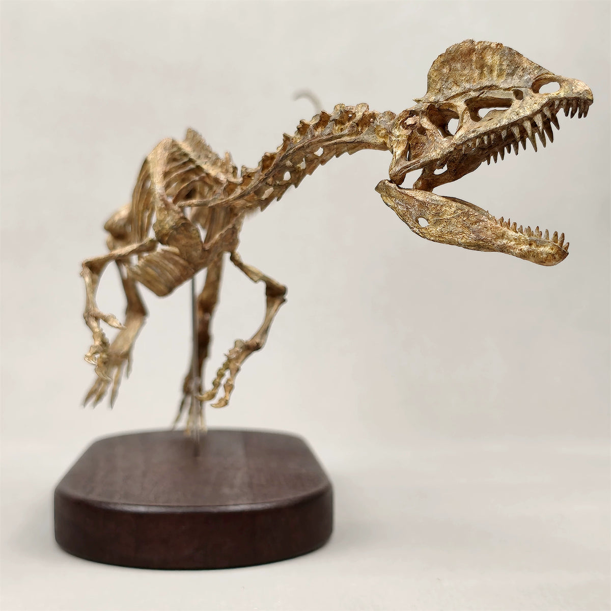 3D Printed 1:10 Scale Dilophosaurus Running Skull Model