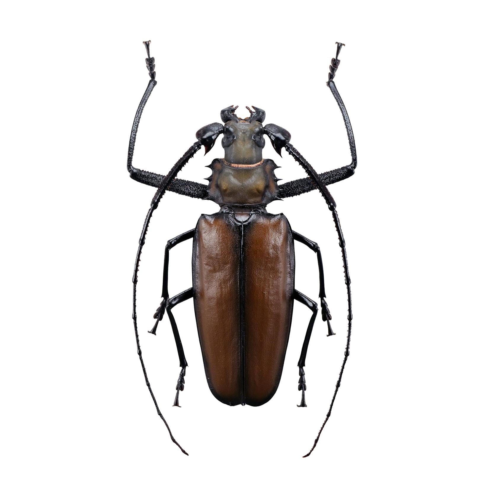 Enoplocerus Armillatus Fridge Magnet Model