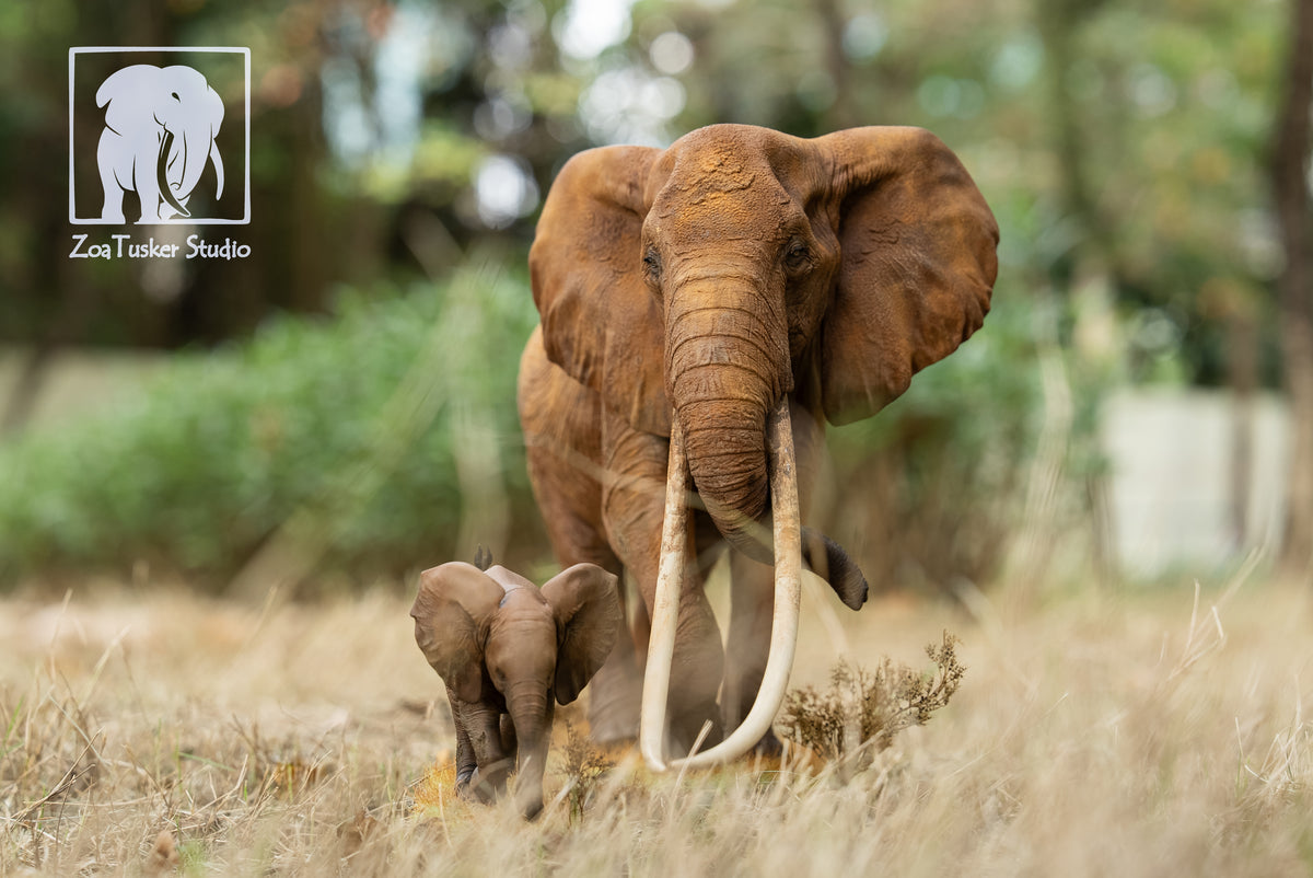 ZoaTusker Studio African Elephant Queen Dida Model