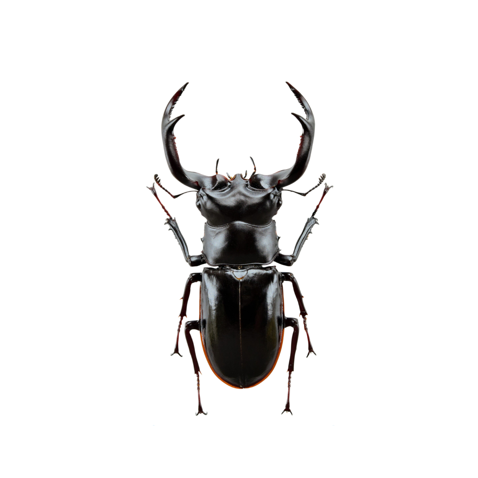 Rhaetus Westwoodi Kazumiae Fridge Magnet Model