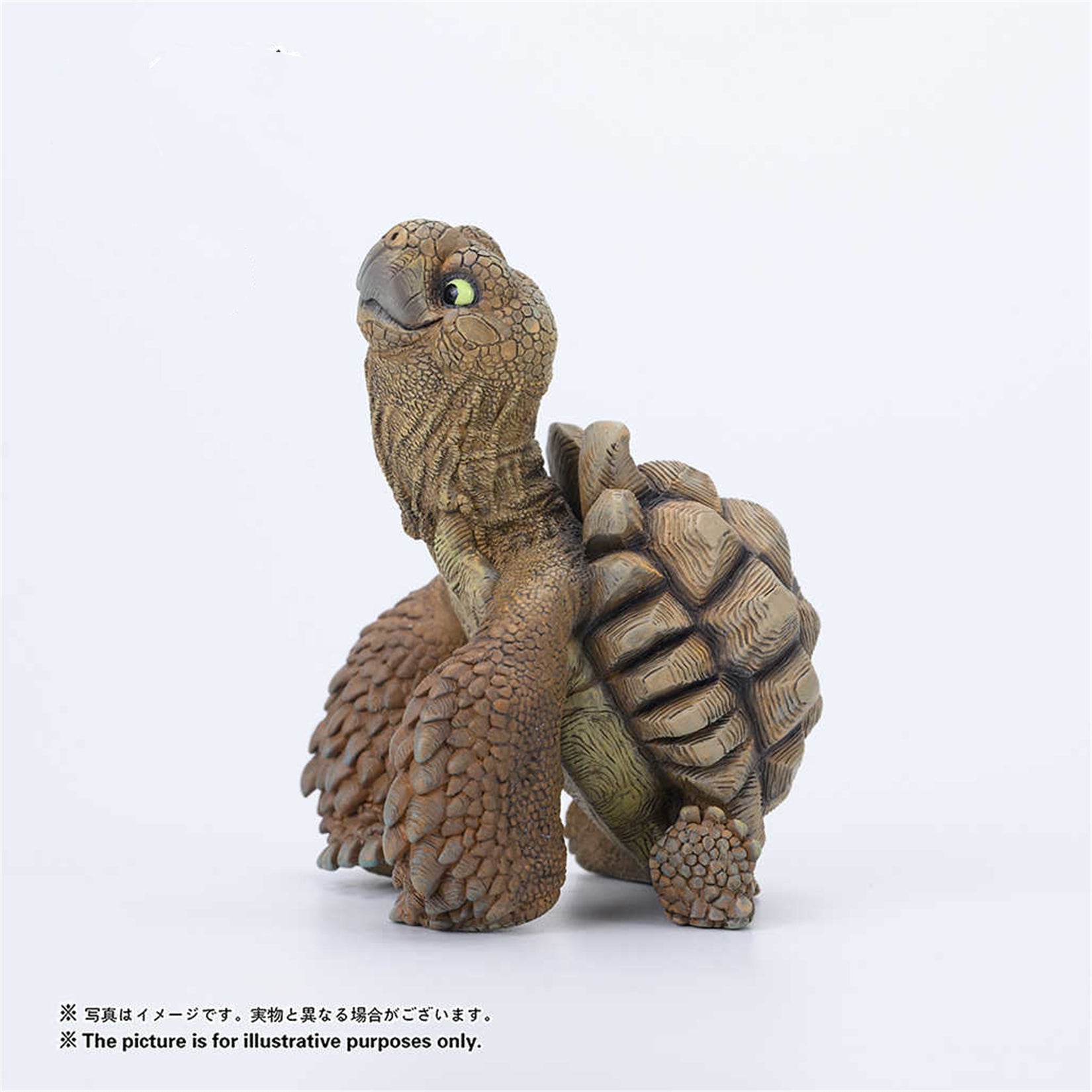 Centrochelys Sulcata Model