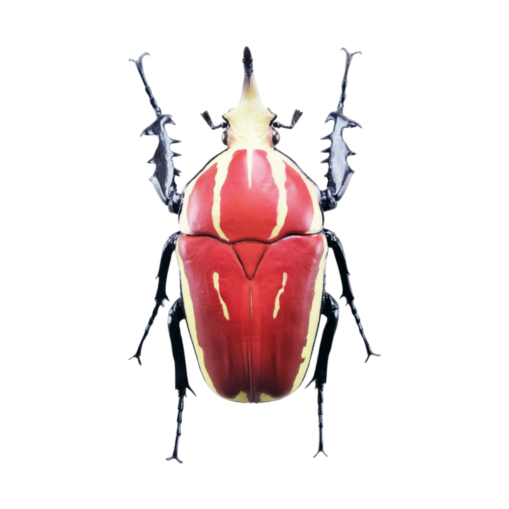 Wunderschöne Chemiepuppe im Maßstab 1:6