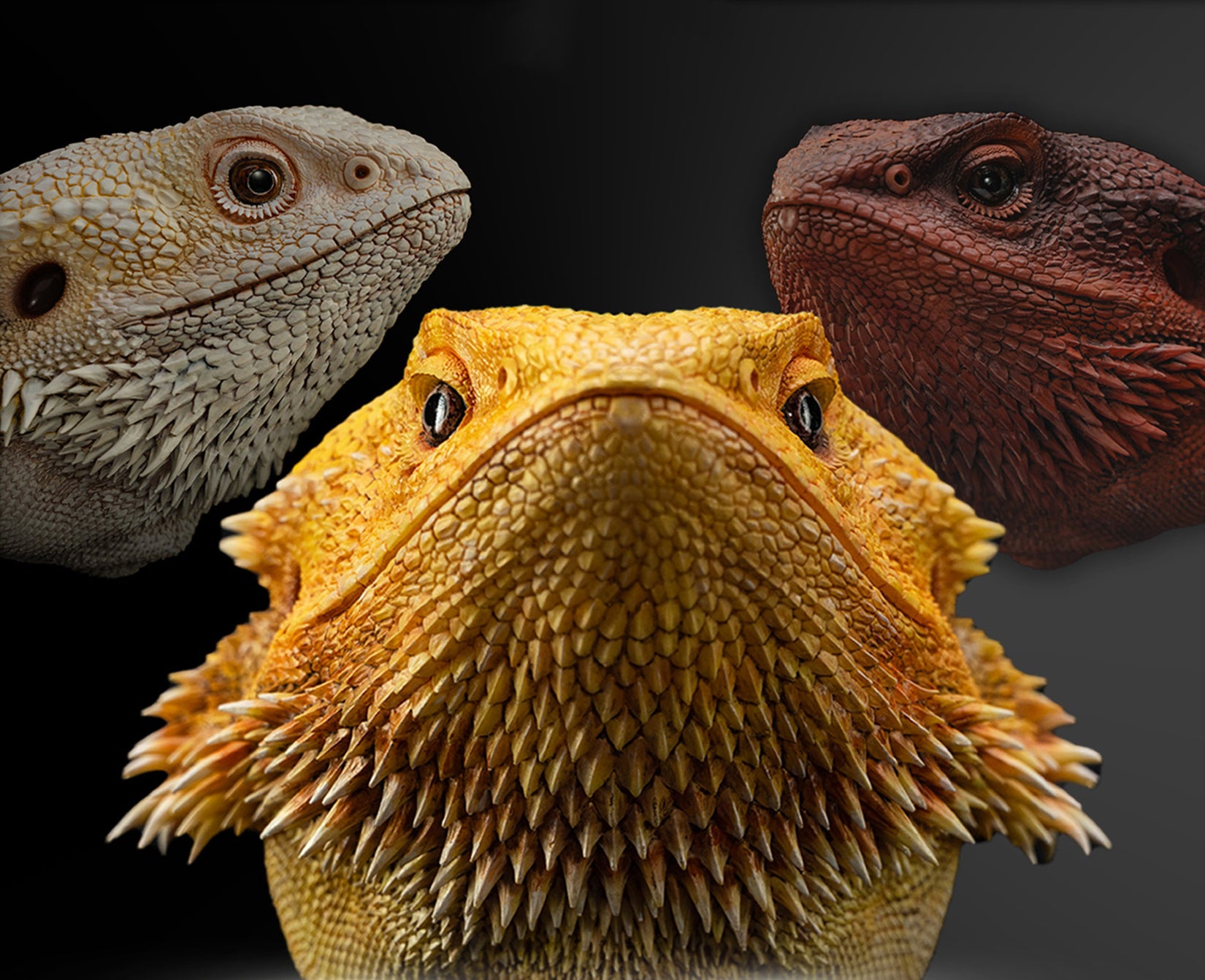 Pogona Vitticeps Head Model