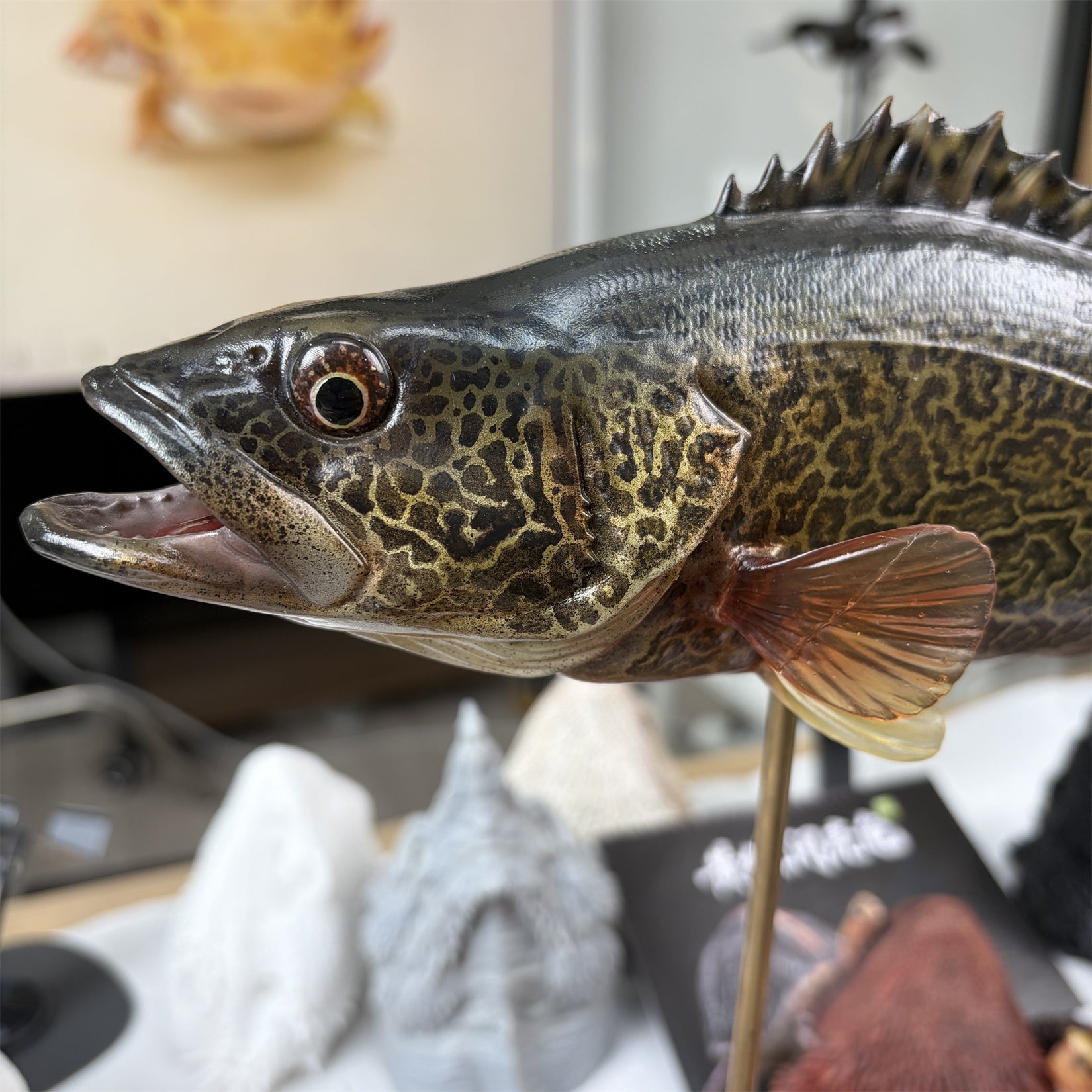 Siniperca Scherzeri Model Fish Figure