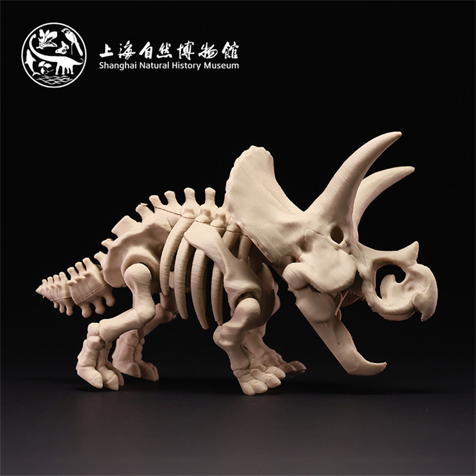 Triceratops Dinosaur Skeleton Figure