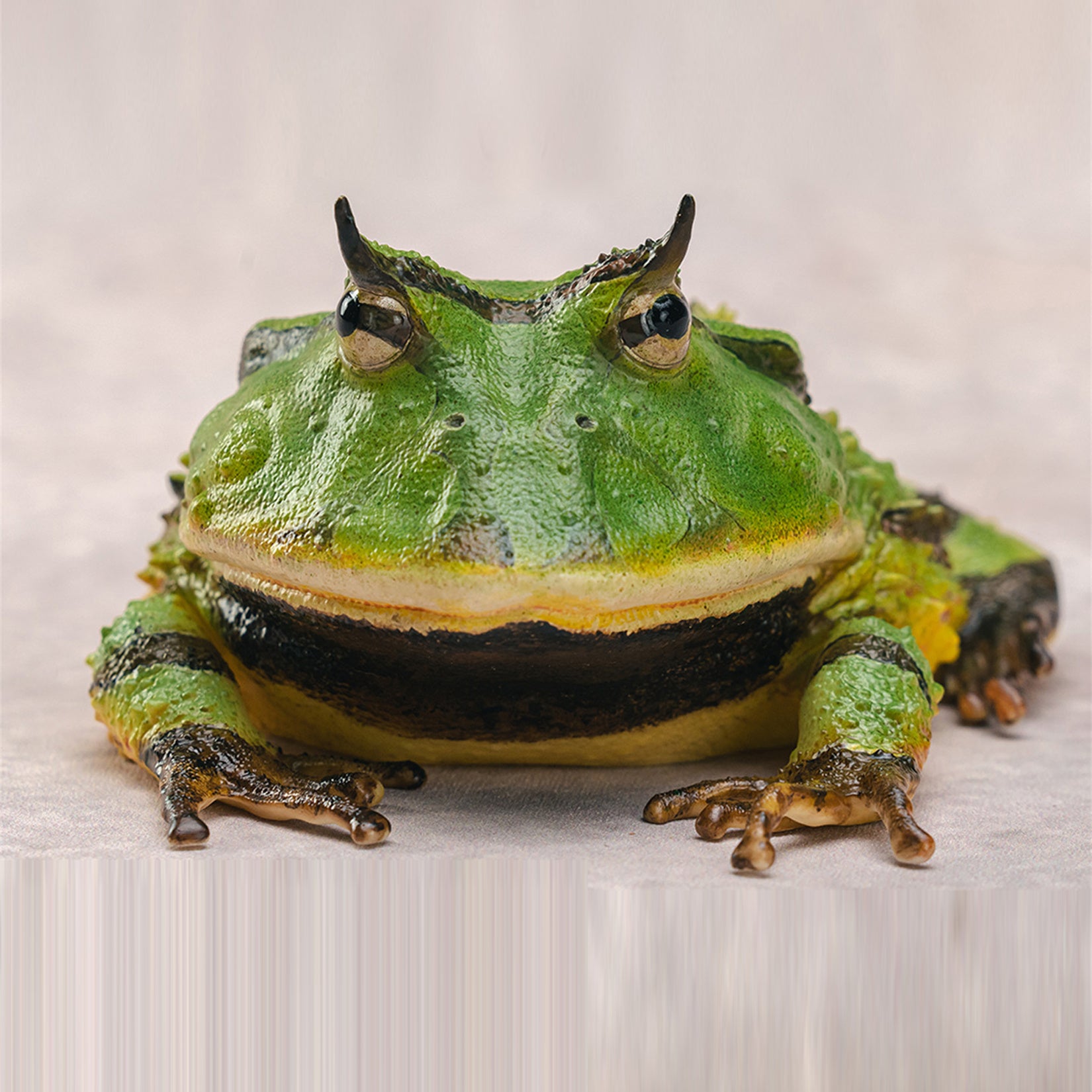 Surinam Horned Frog Model Ceratophrys Cornuta Figure