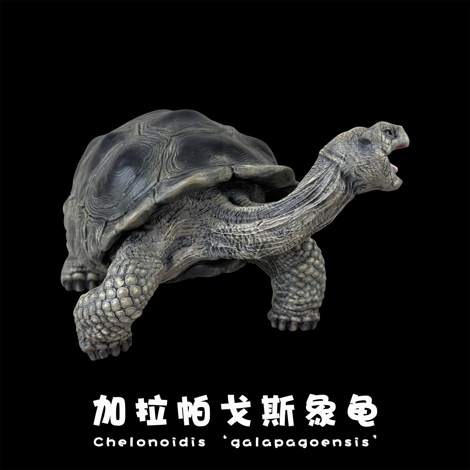 BOWUZHI Studio Plus Chelonoidis Galapagoensis Model