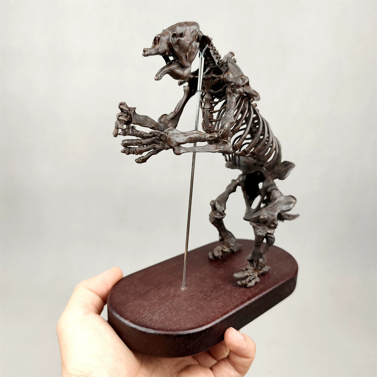 3D Printed 1:20 Scale Megatherium Skeleton Model