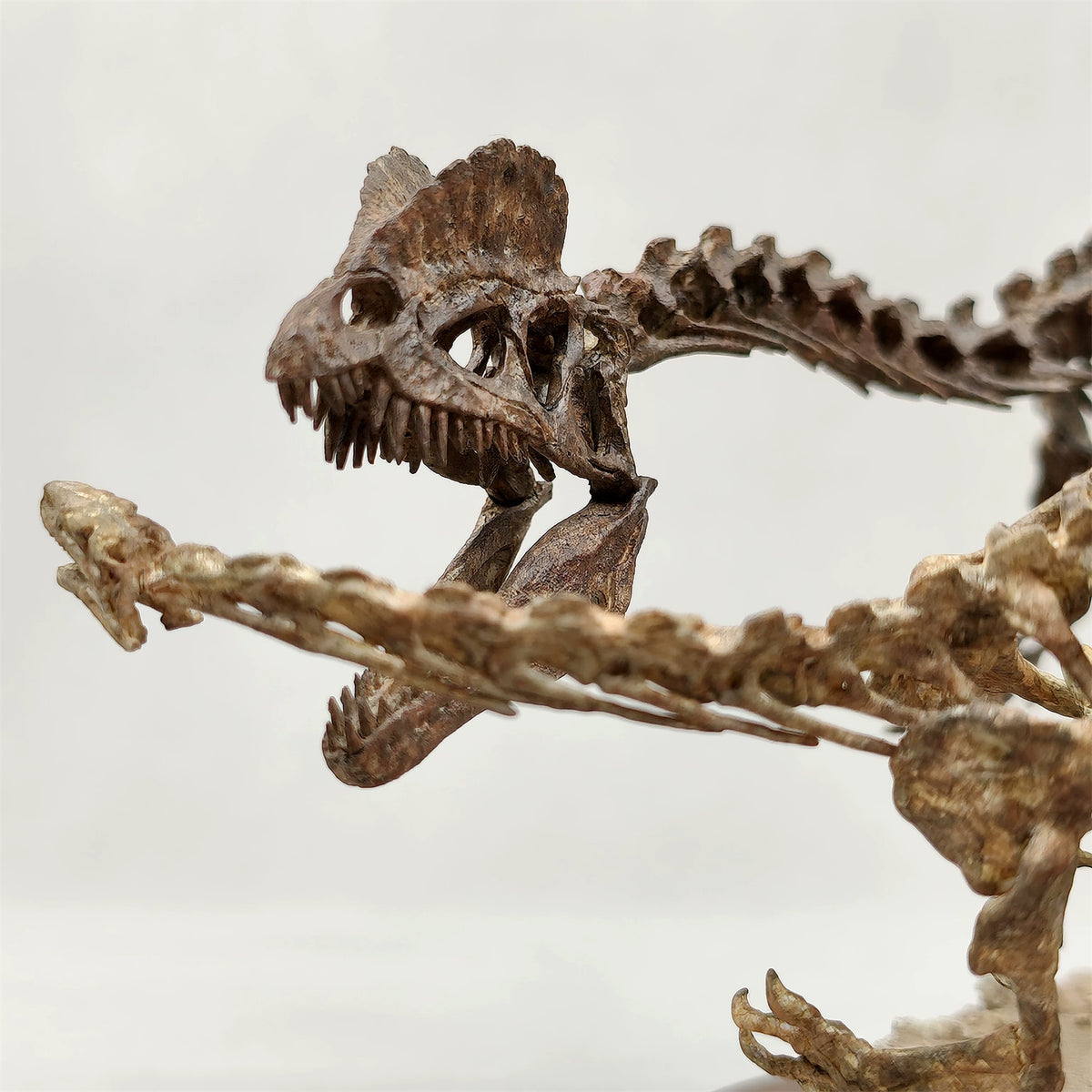 3D Printed 1:10 Scale Dilophosaurus Hunting Skull Model