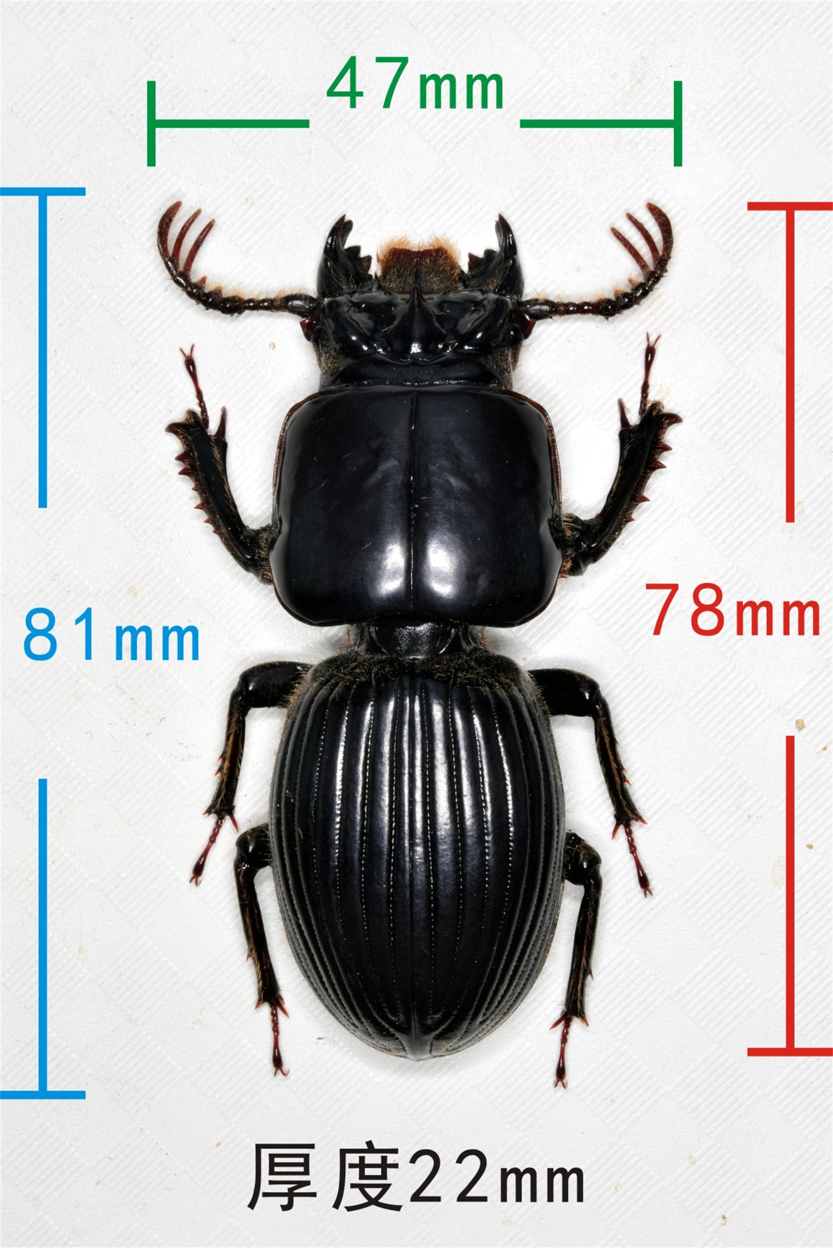 Proculus Goryi Insect Model