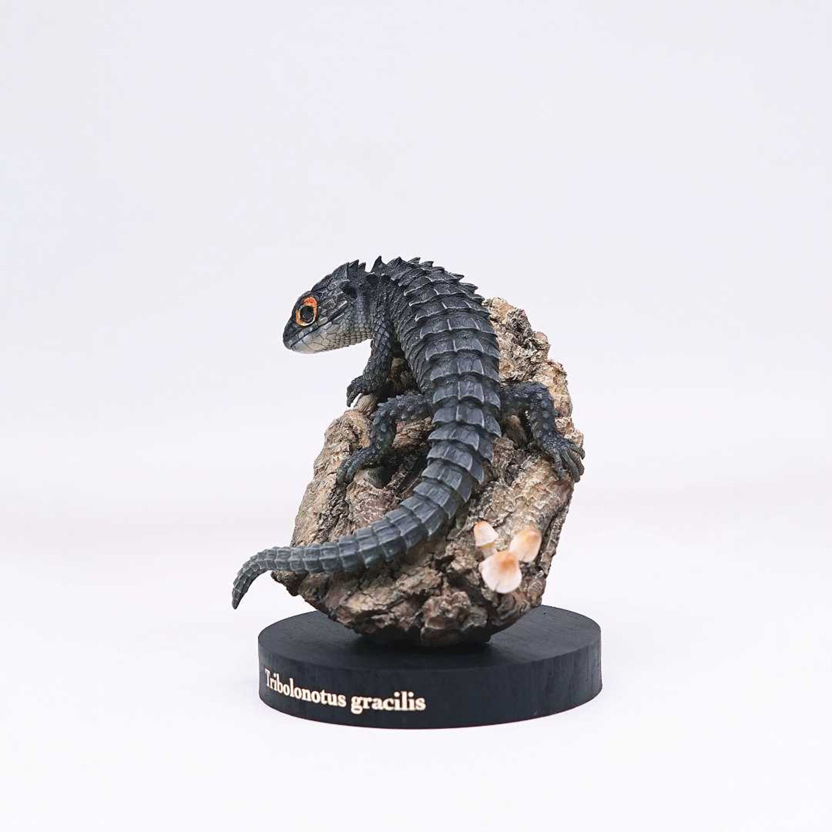 Schildkröten-Serie Tiermodell