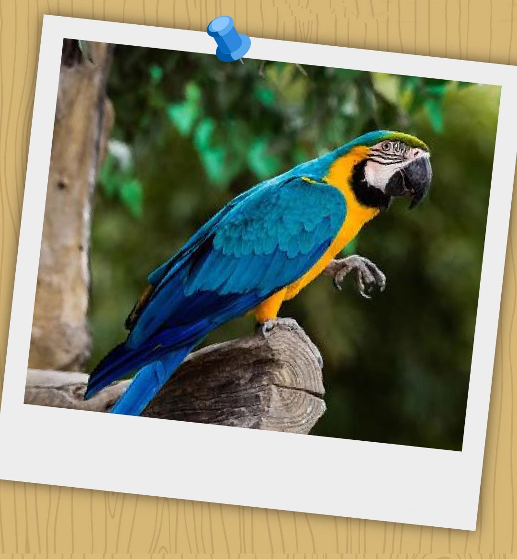 Ara Ararauna & Ara Macao Parrot Model