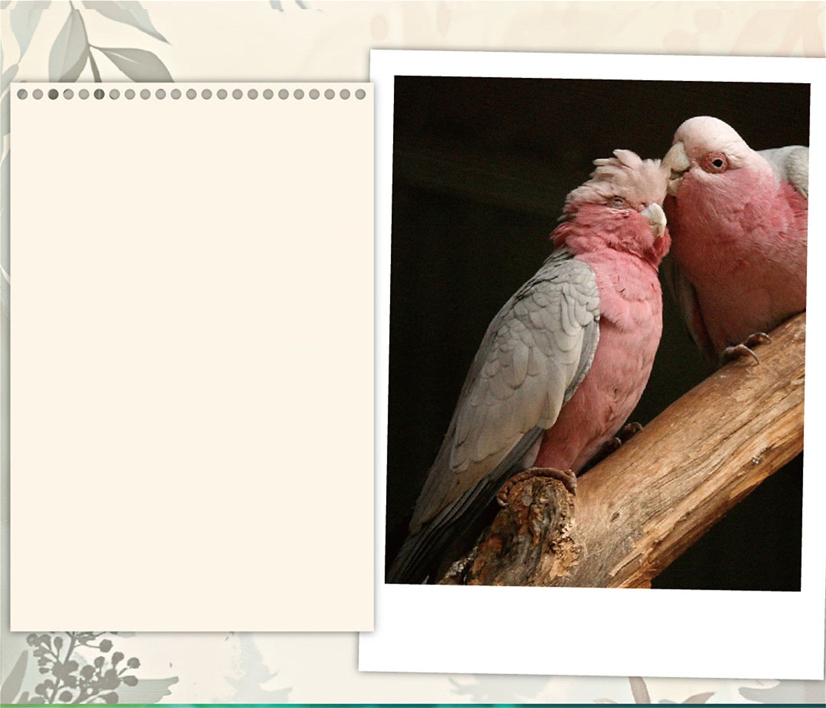 Psittacus Erithacus & Eolophus Roseicapilla Parrot Model