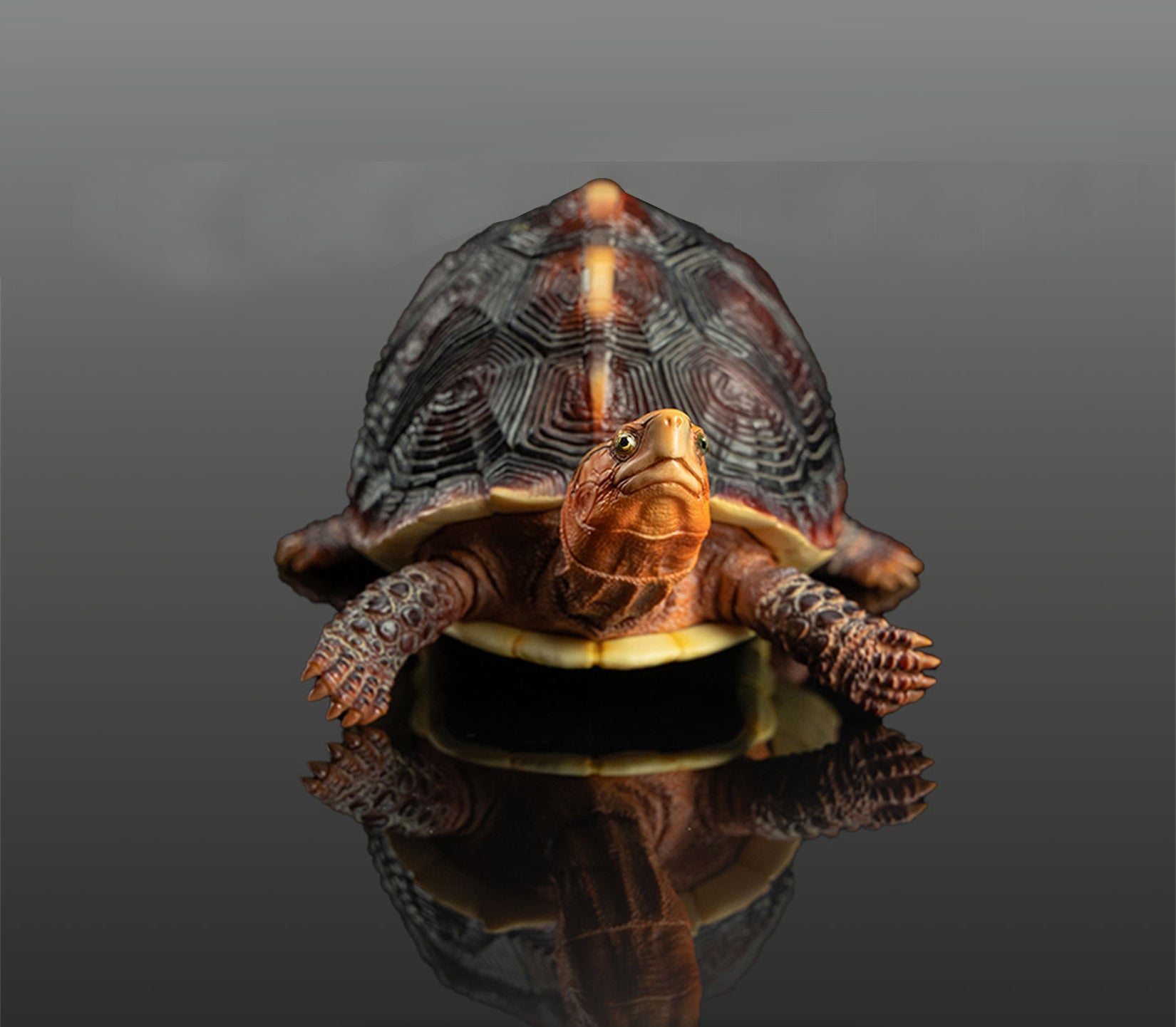 Cuora Flavomarginata Turtle Model