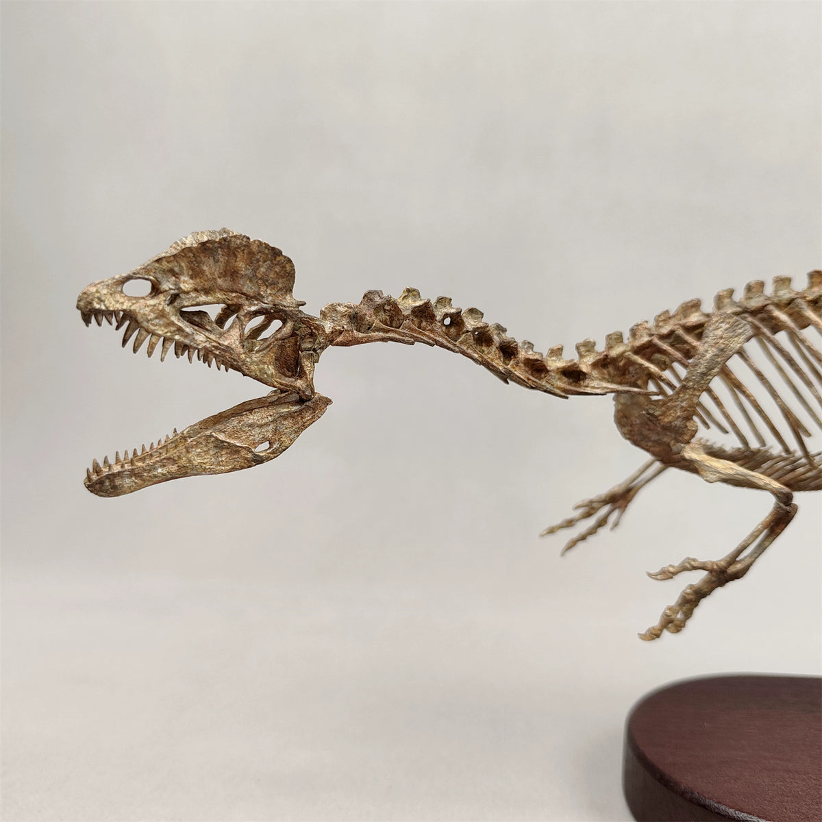 3D Printed 1:10 Scale Dilophosaurus Running Skull Model