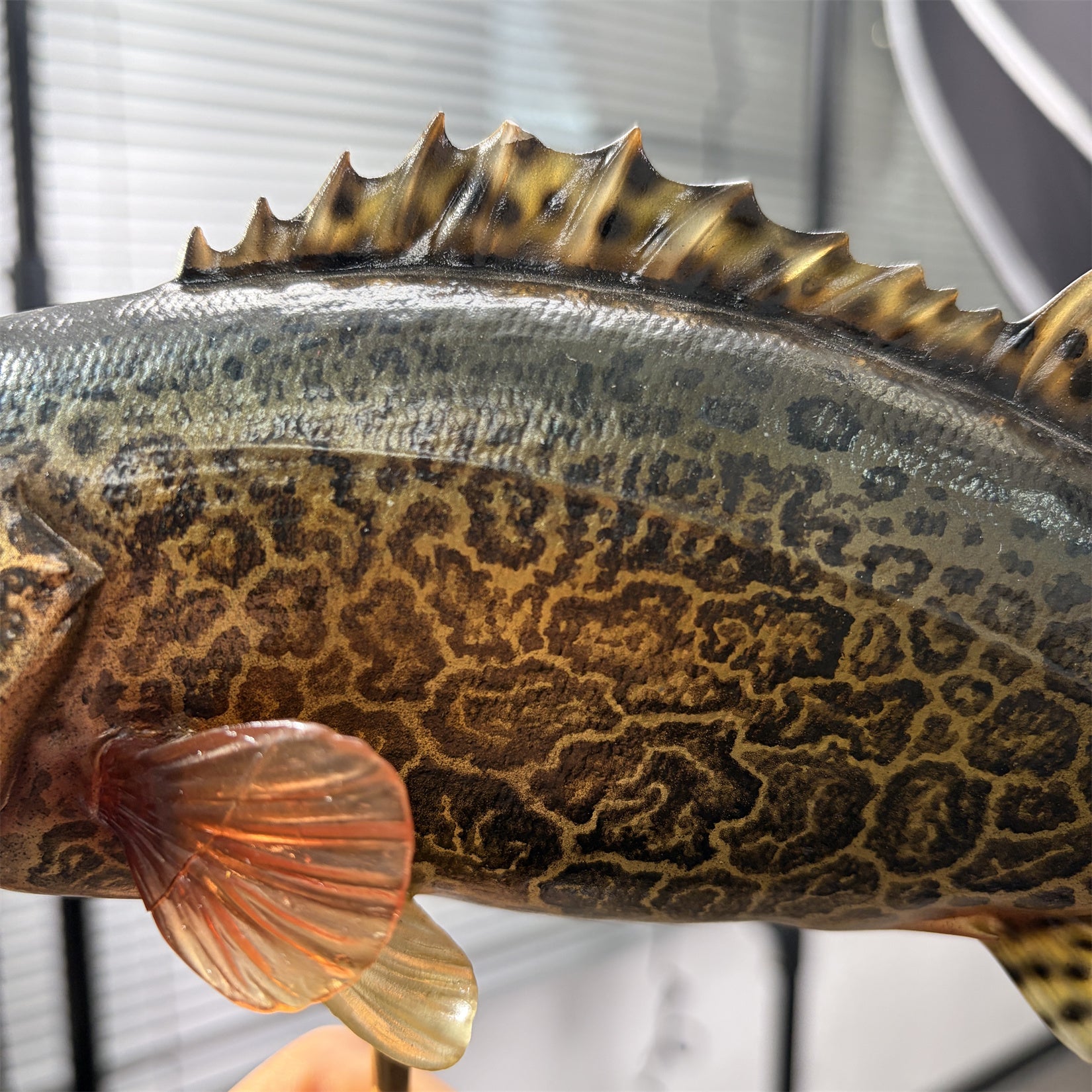 Siniperca Scherzeri Model Fish Figure