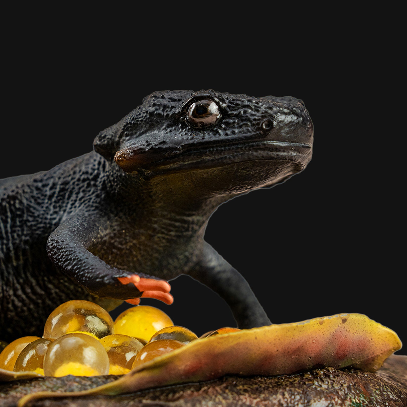 Echinotriton Chinhaiensis Model
