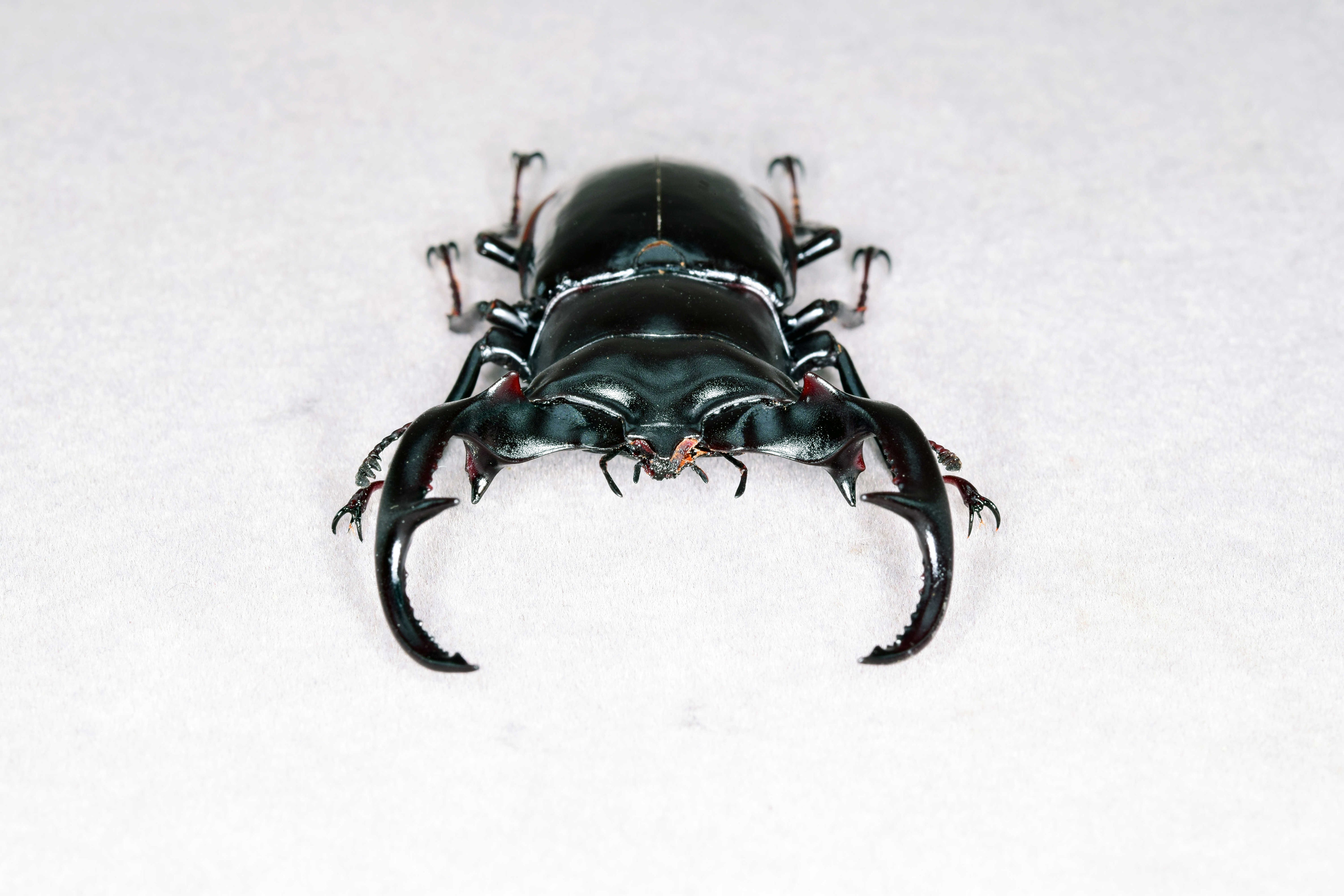 Rhaetus Westwoodi Kazumiae Fridge Magnet Model