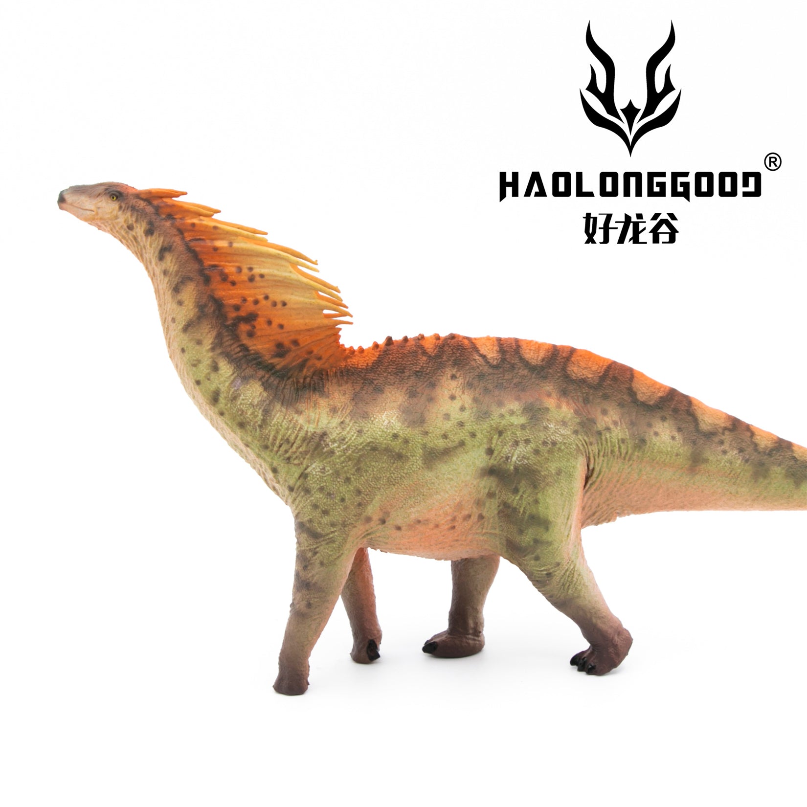 HAOLONGGOOD 1:35 Scale Amargasaurus Model