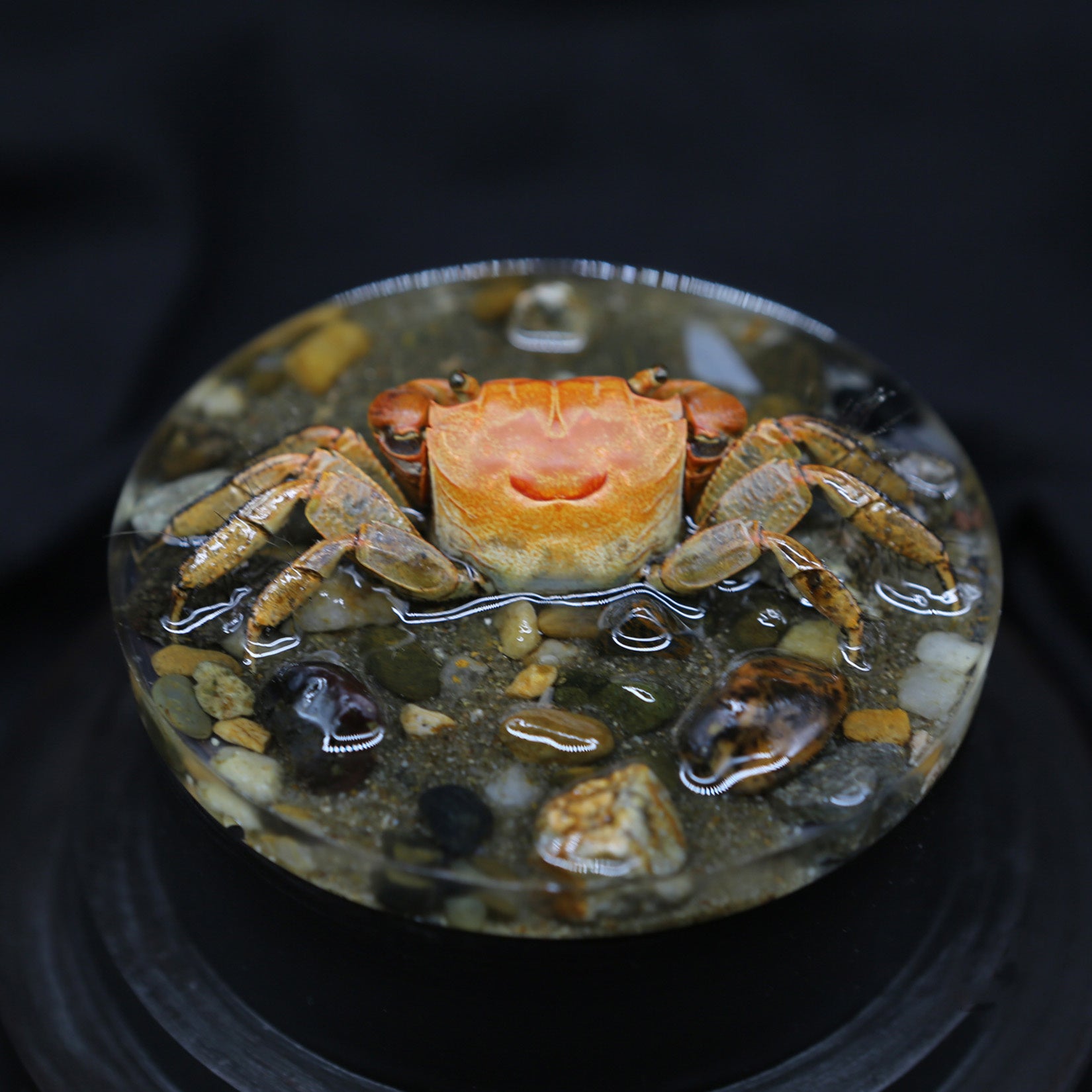 Red-Clawed Sesarmid Crab Model