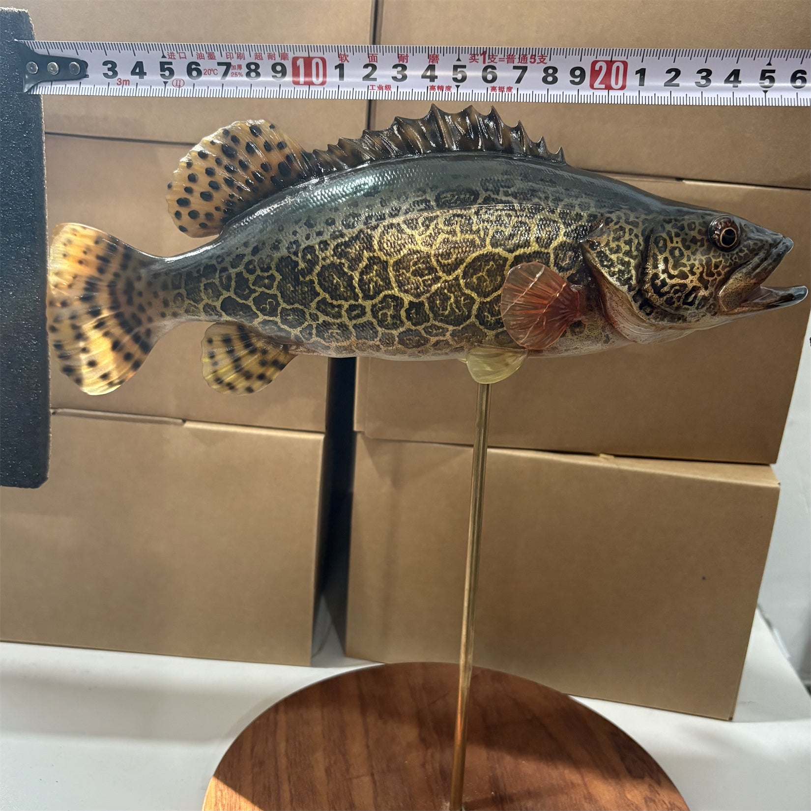 Siniperca Scherzeri Model Fish Figure