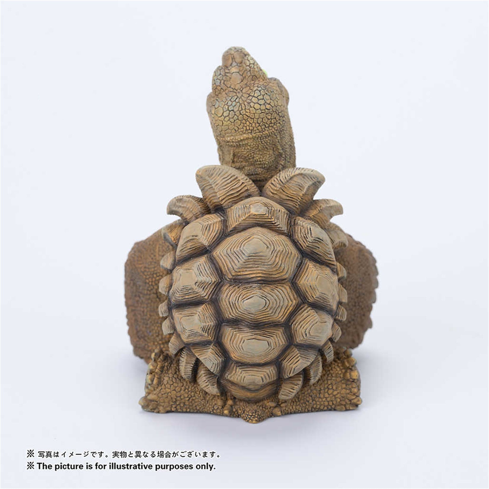 Centrochelys Sulcata Model