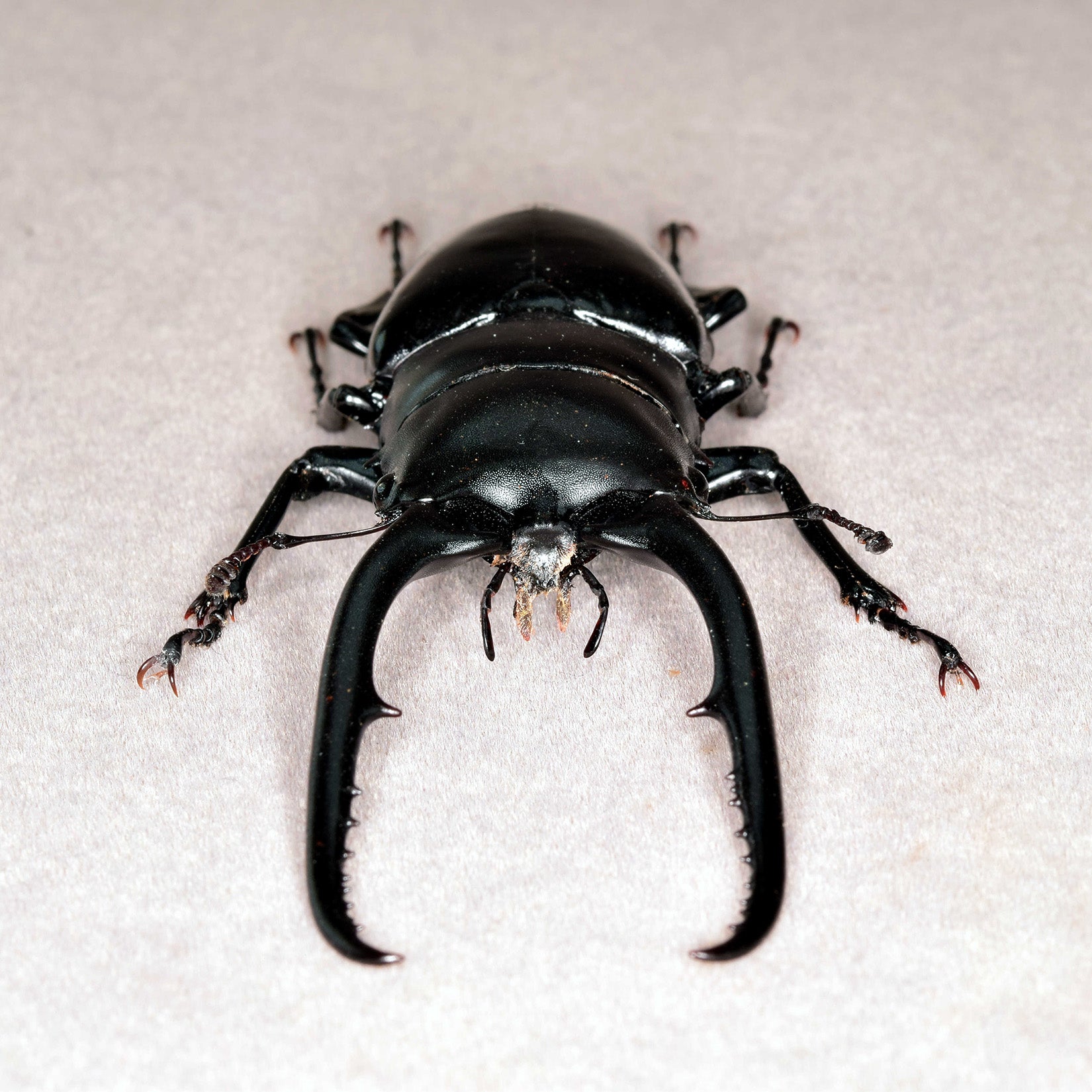 Wunderschöne Chemiepuppe im Maßstab 1:6