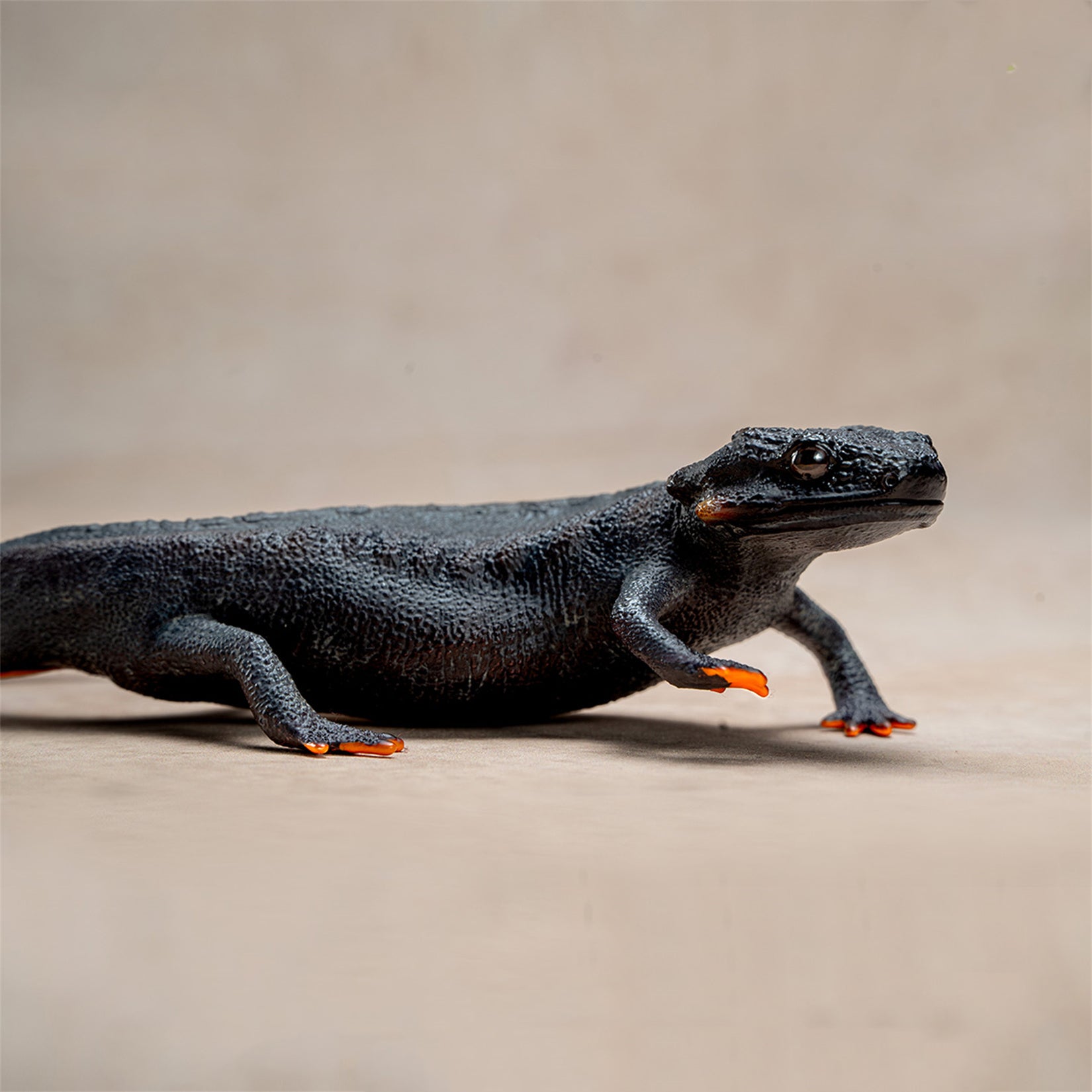 Echinotriton Chinhaiensis Model