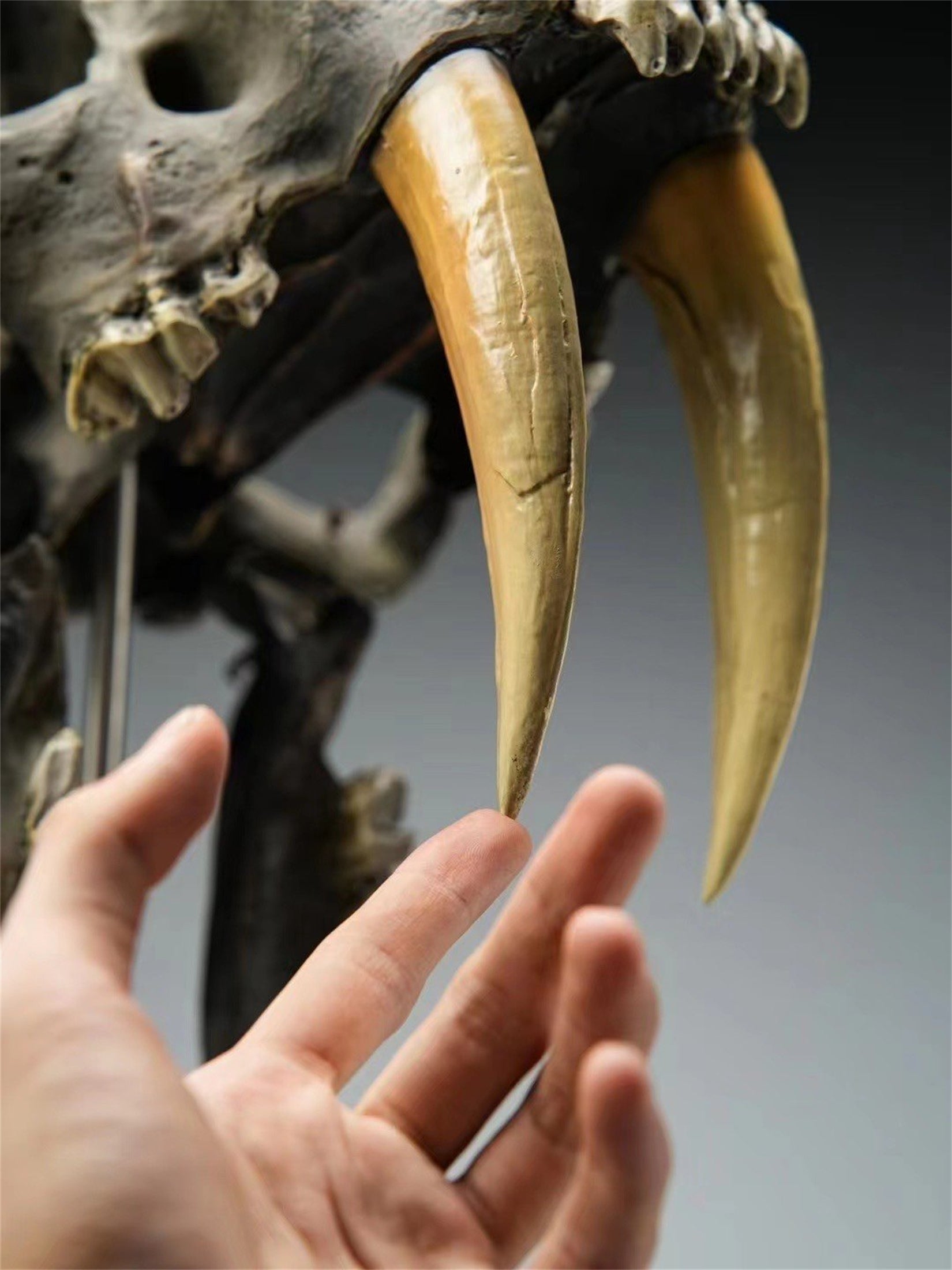 BOWUZHI Studio 1:1 Scale Saber-Tooth Tiger Skeleton Model