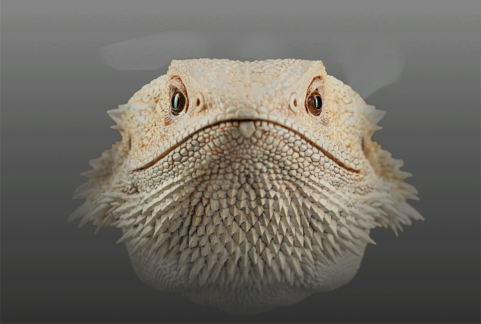 Pogona Vitticeps Head Model
