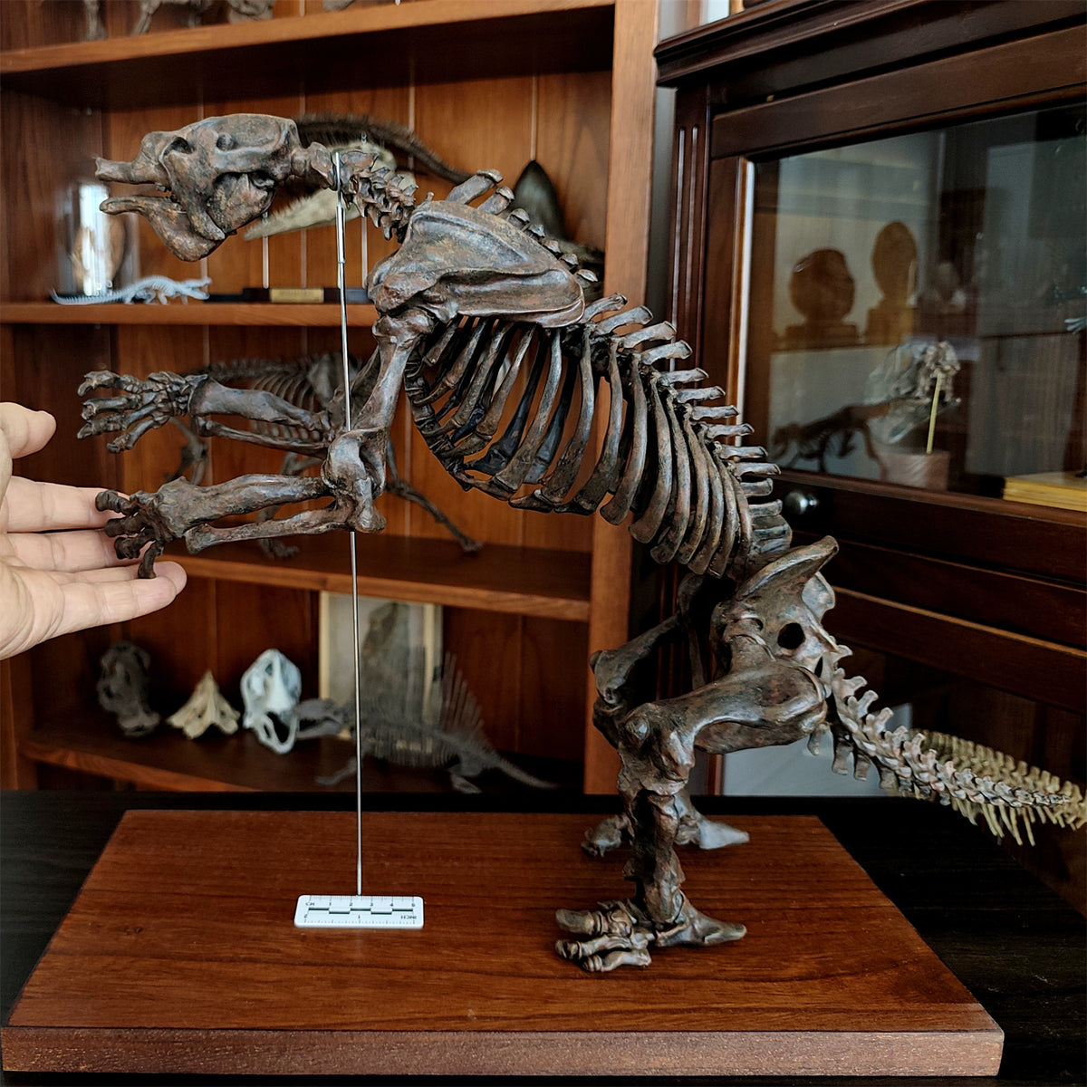 3D Printed 1:10 Scale Large Megatherium Skull Model