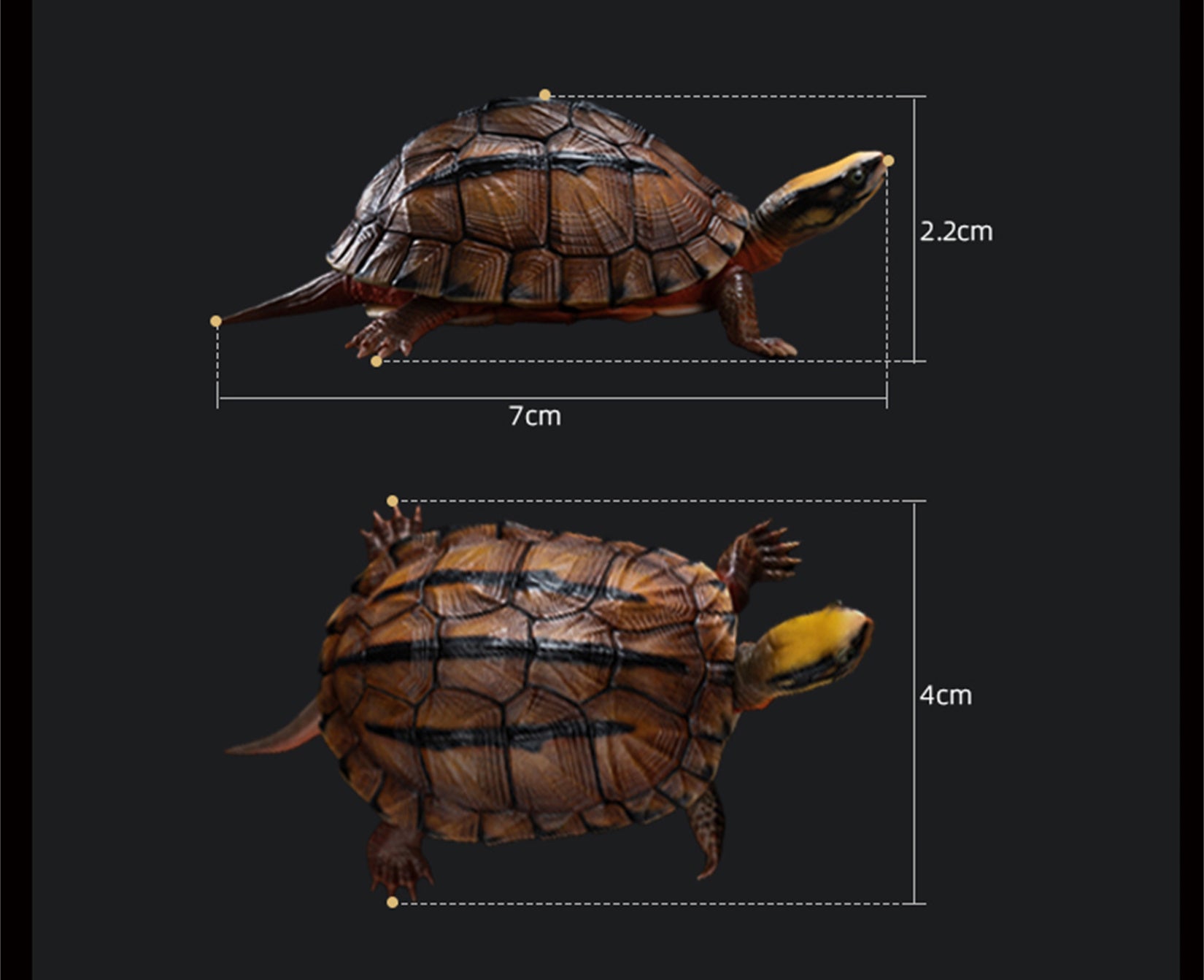 Chinese Three-striped Box Turtle Model