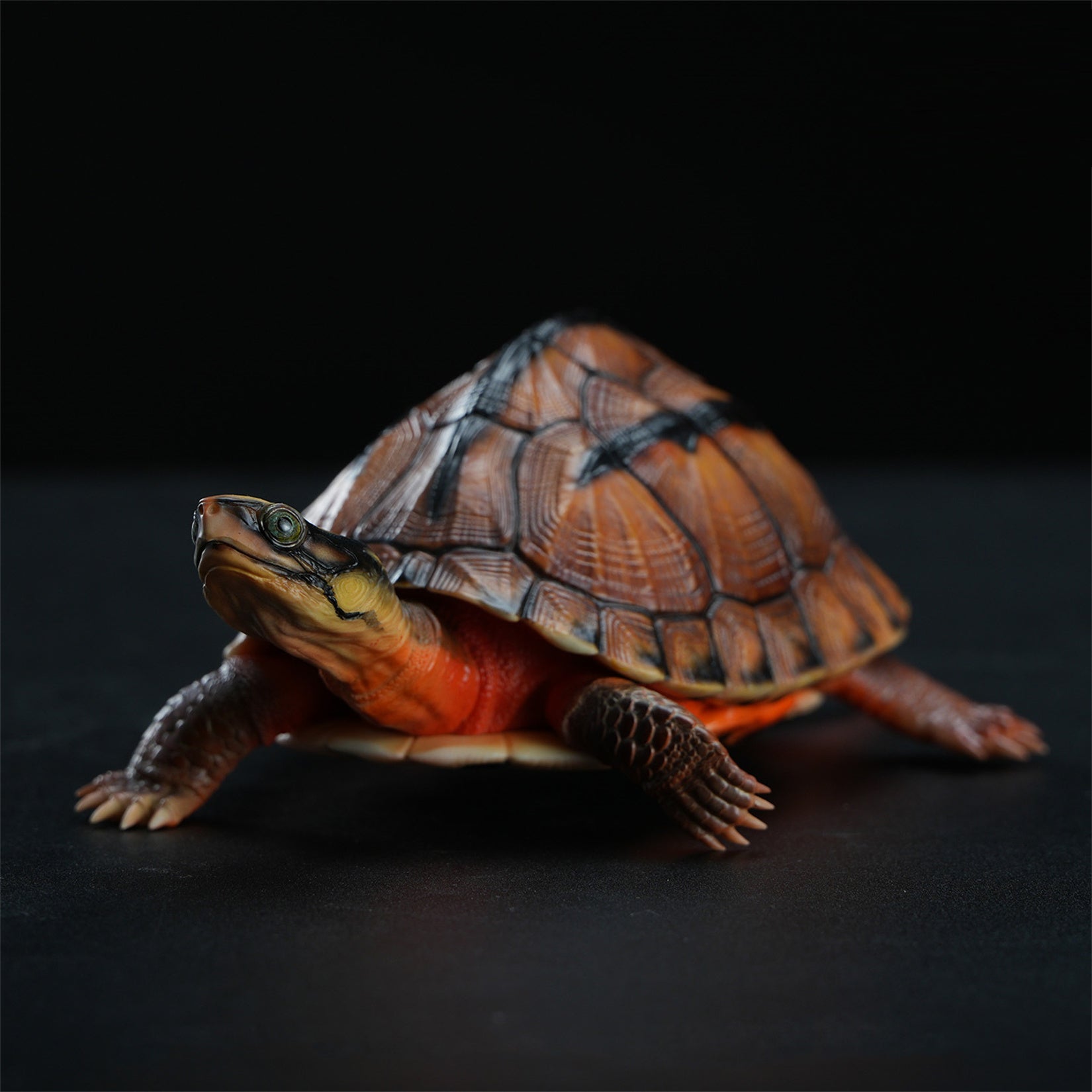 Chinese Three-striped Box Turtle Model