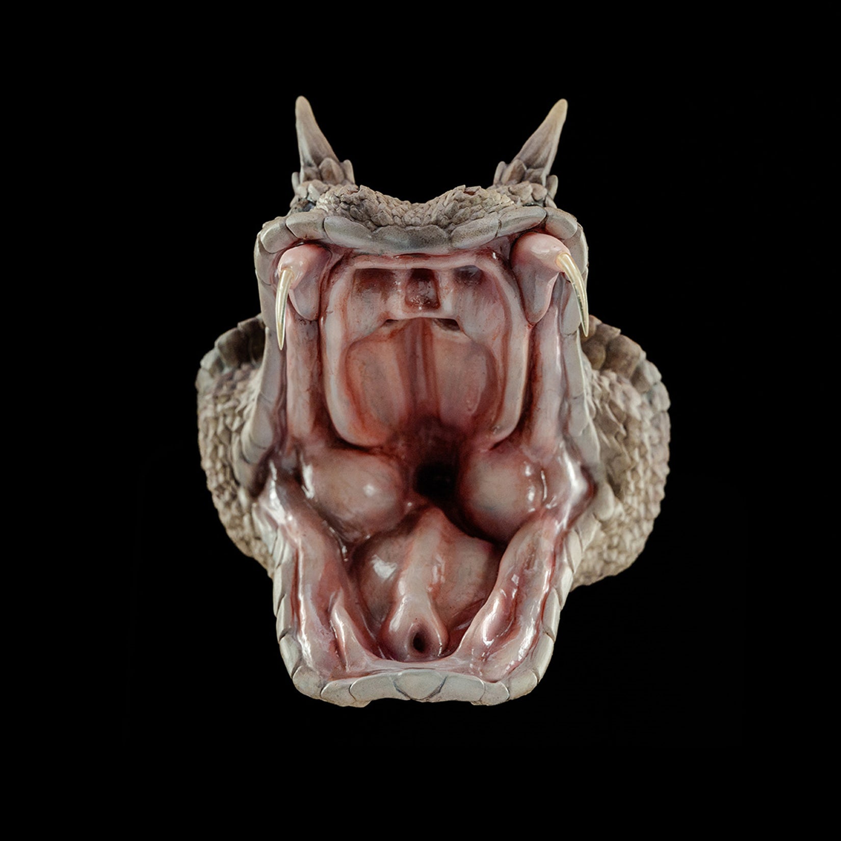 Cerastes Cornutus Snake Model