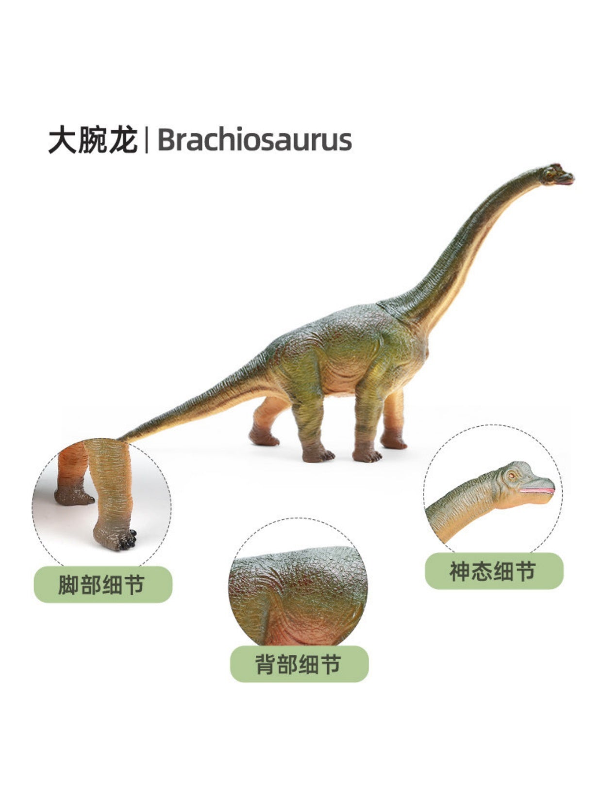 RECUR Brachiosaurus Dinosaur Animal Model