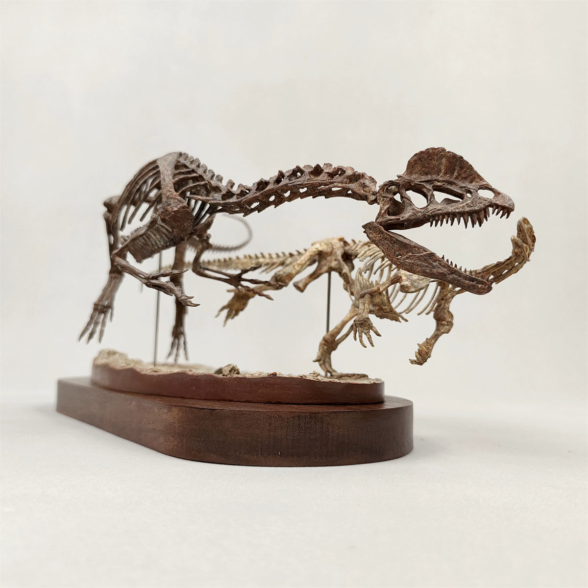 3D Printed 1:10 Scale Dilophosaurus Hunting Skull Model