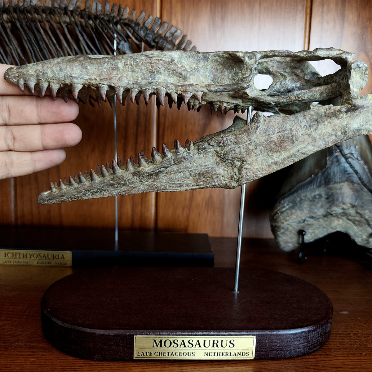 3D Printed 1:6 Scale Mosasaurus Skull Model Dinosaur Scene Decoration
